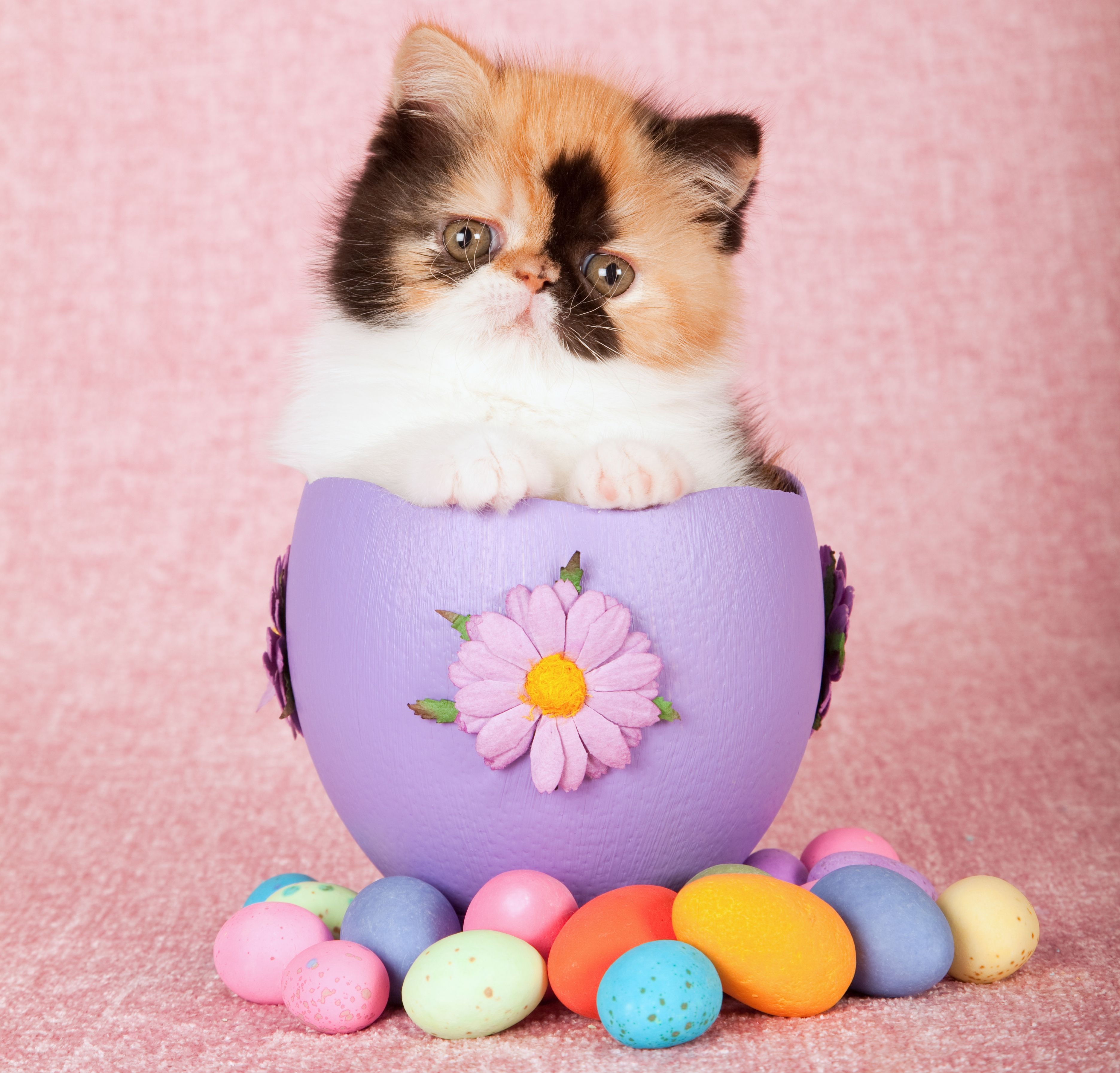 Easter Bunny Cat Wallpapers.
