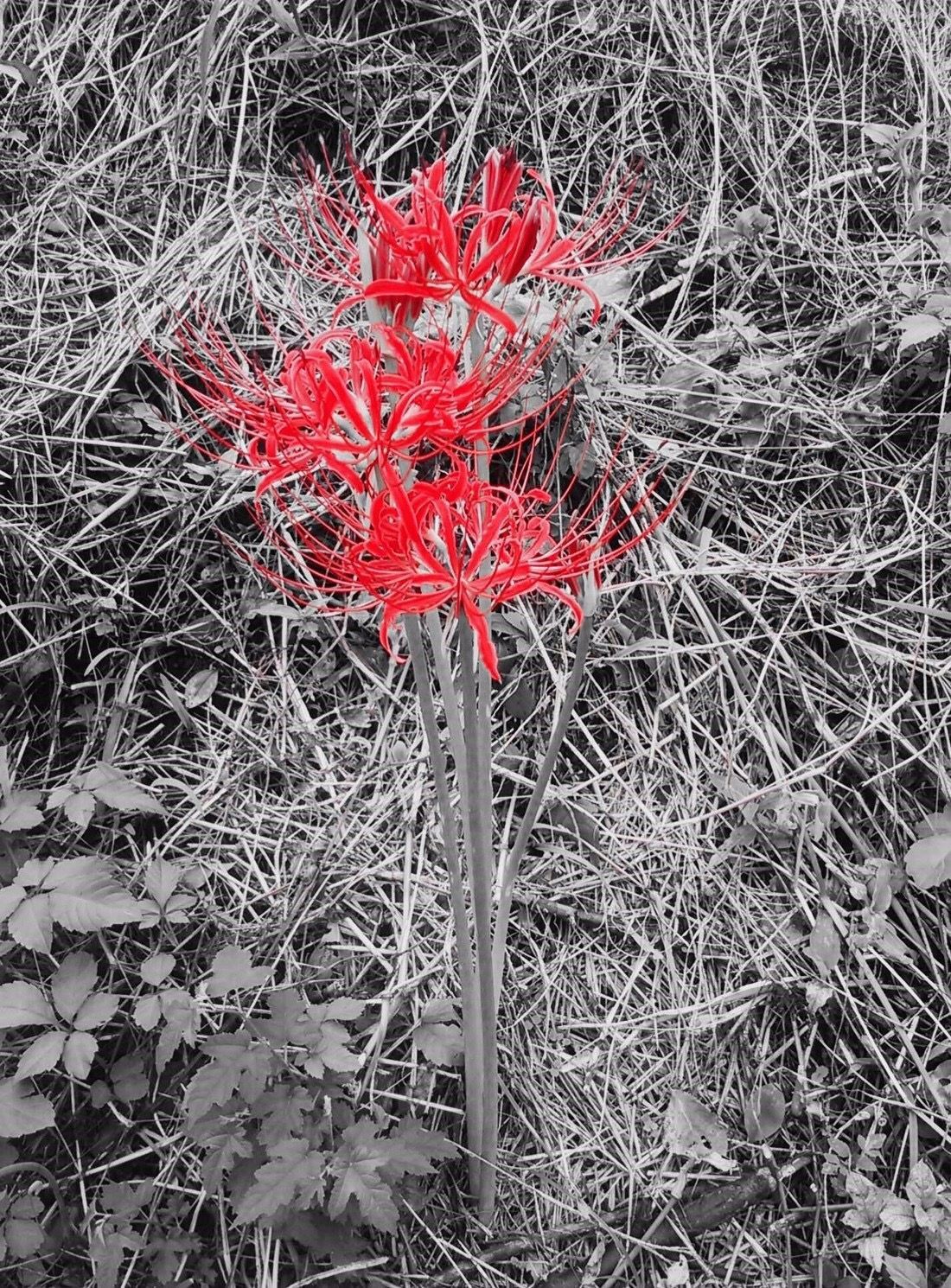 Higanbana / Red spider lilly. Red, Phone wallpaper, Flowers