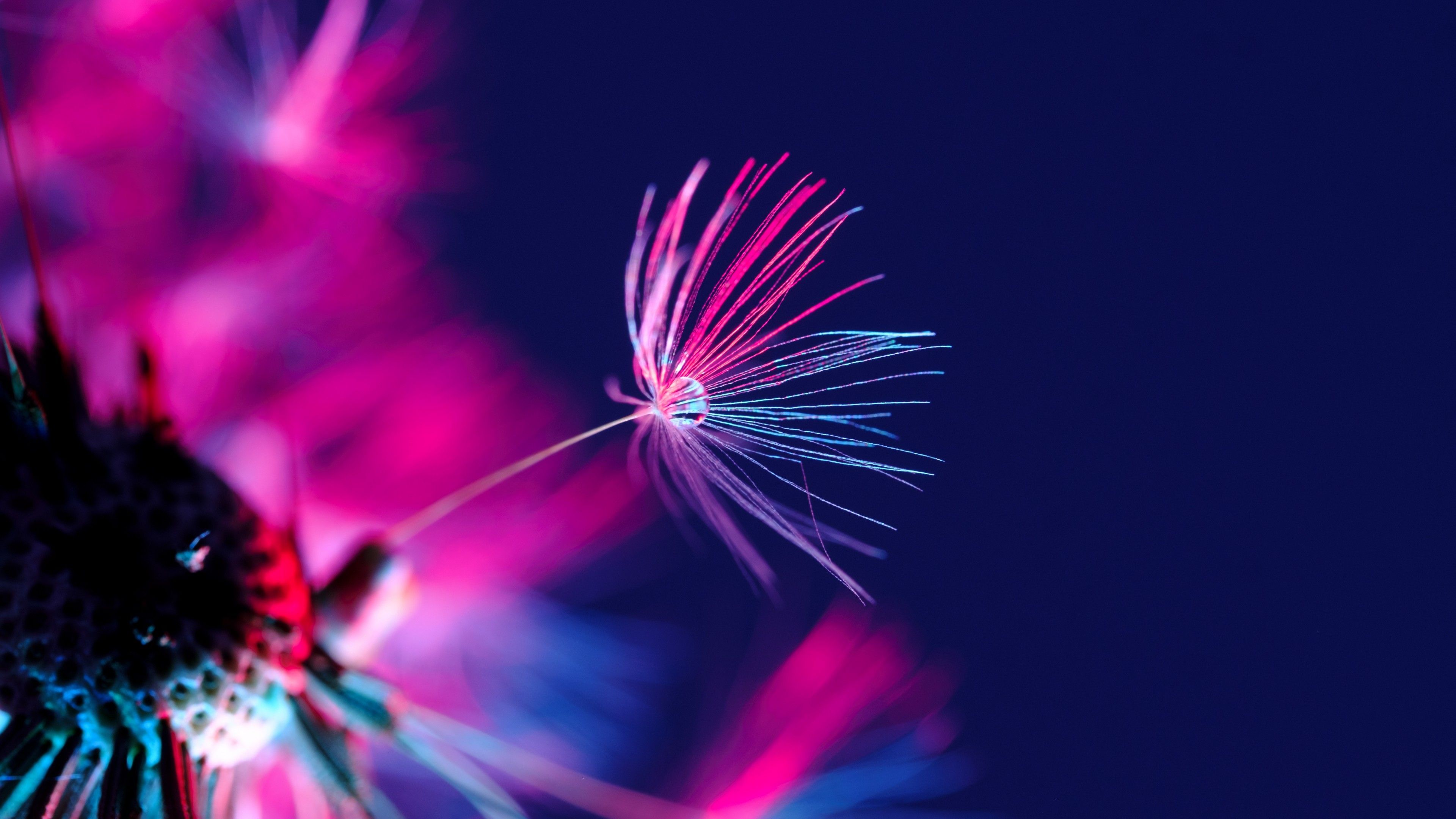 Dandelion seeds Wallpaper 4K, Dandelion