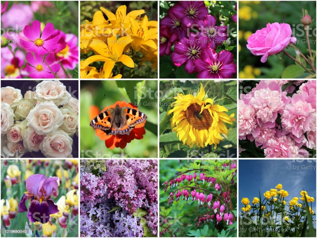 Summer And Spring Garden Flowers Collage Of Image Image Now