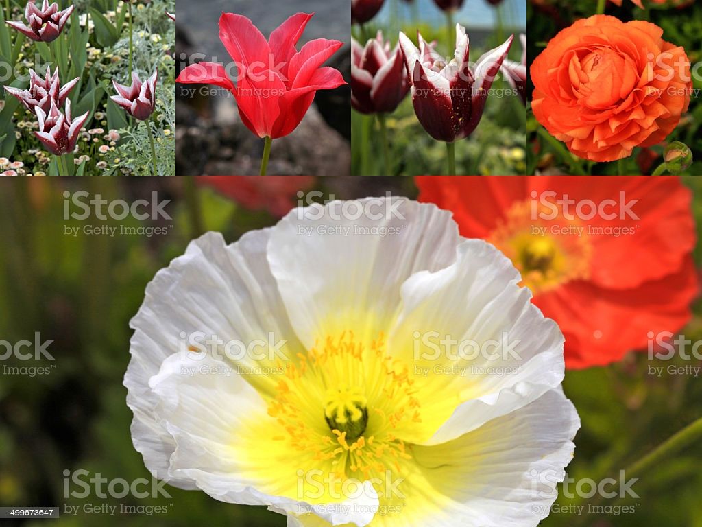Collage From Different Kind Of Spring Flowers Image Now