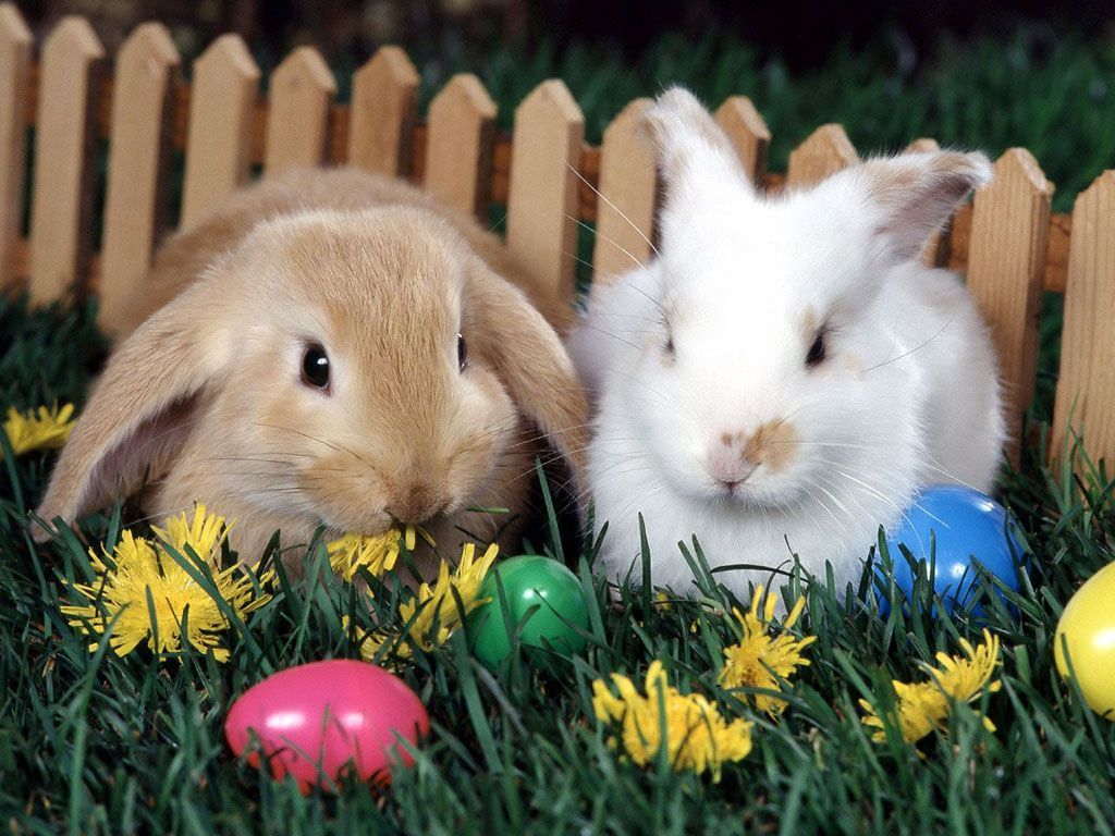 Cute Easter Pets Wallpapers - Wallpaper Cave