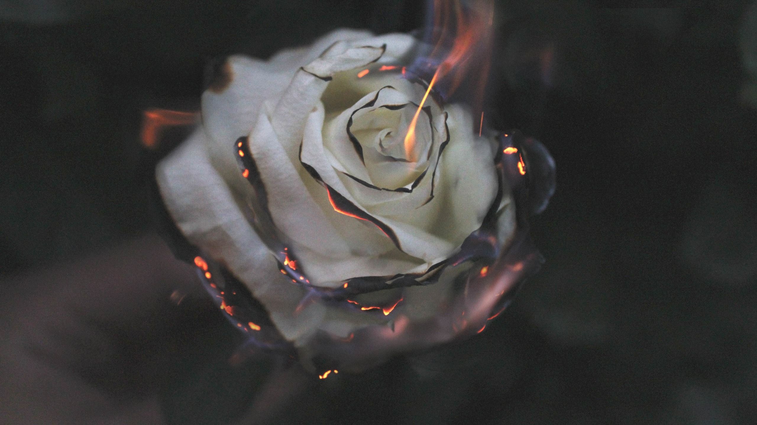 Rose Fire Photography Smoke 1440P Resolution HD 4k Wallpaper, Image, Background, Photo and Picture