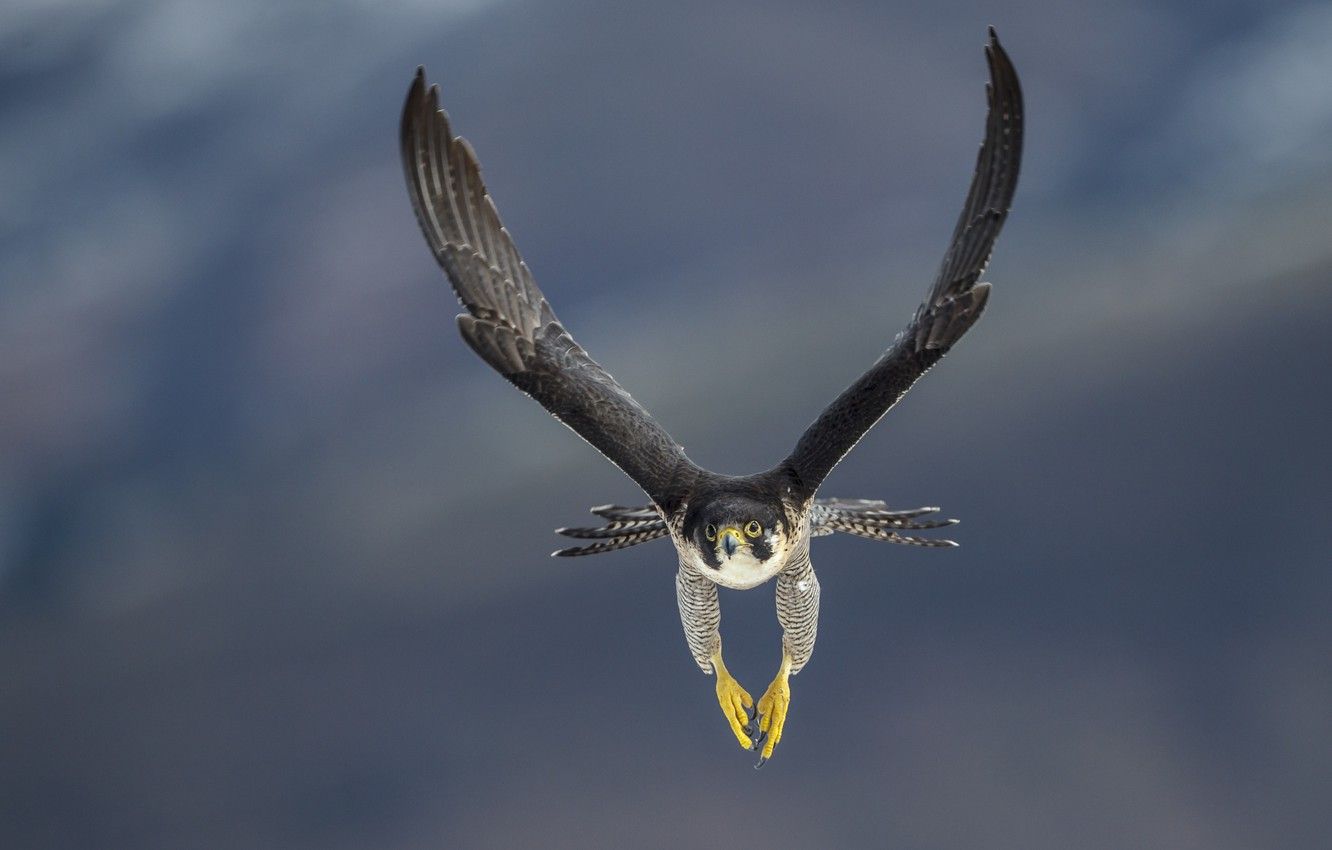 Wallpaper bird, flight, predator, falcon image for desktop, section животные