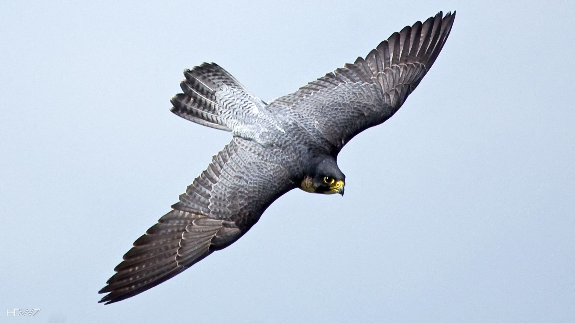 falcon bird flying. HD wallpaper gallery