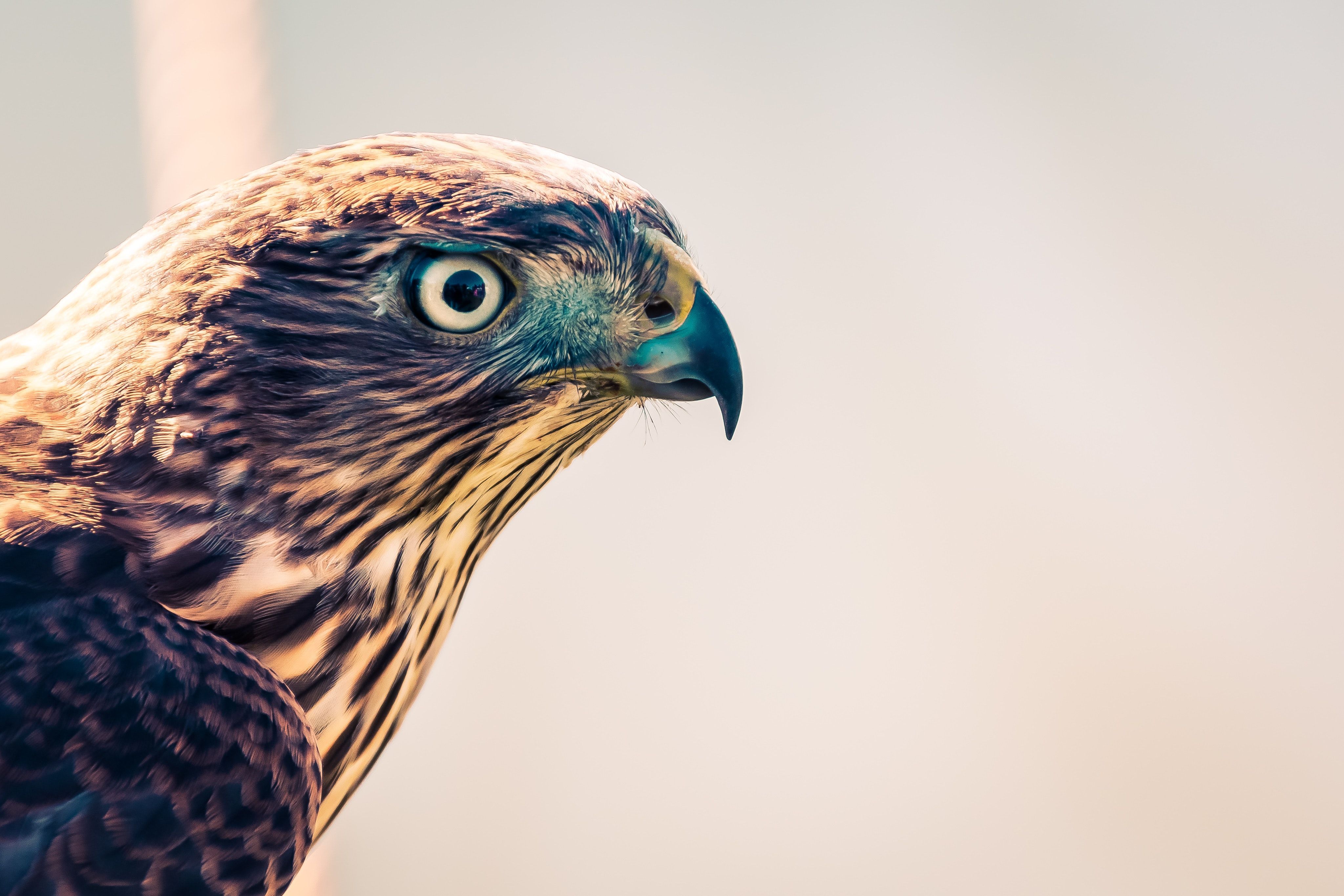 Falcon Closeup 4k, HD Birds, 4k Wallpaper, Image, Background, Photo and Picture