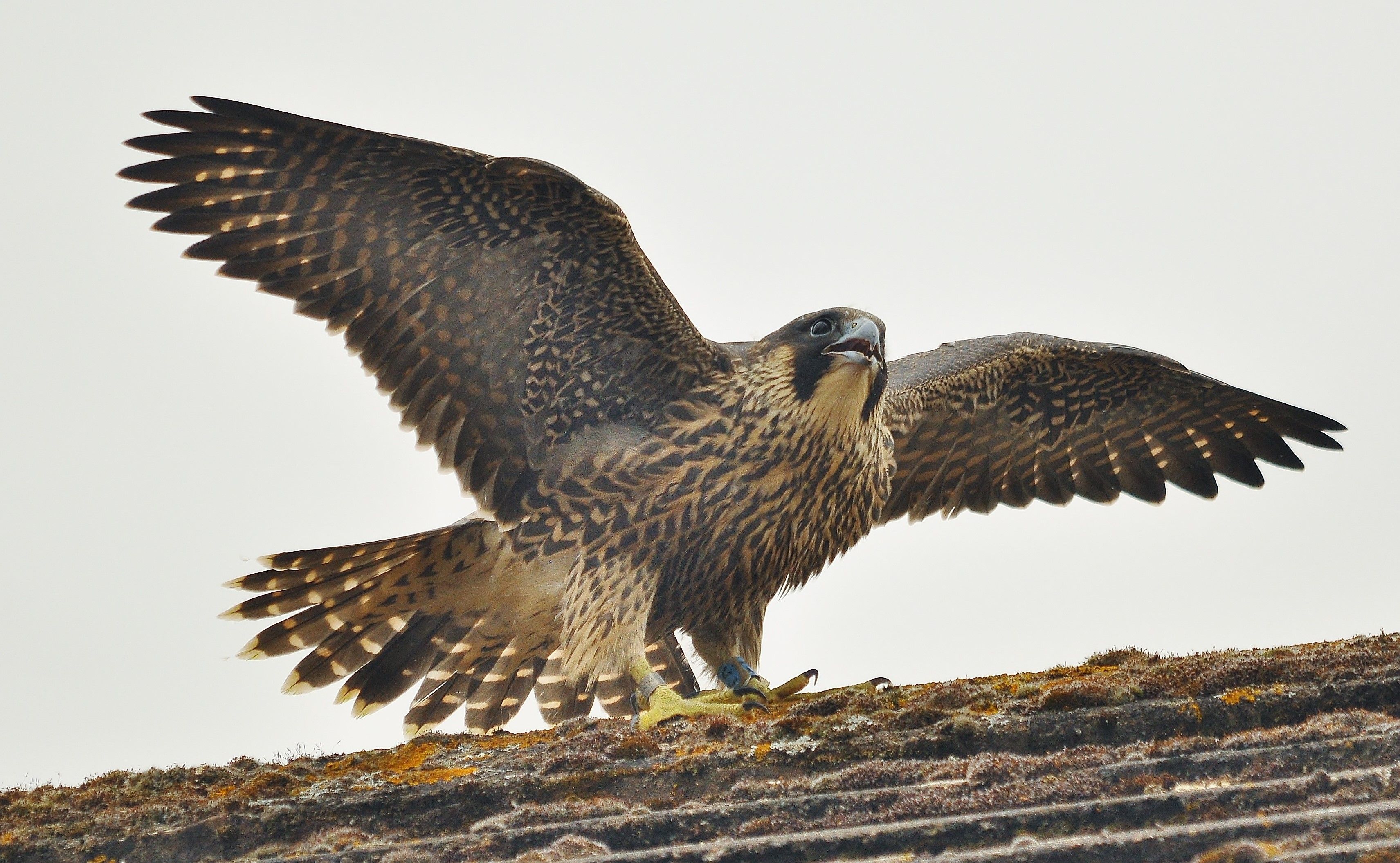 Peregrine falcon, Bird, Predator, Falco peregrinus wallpaper
