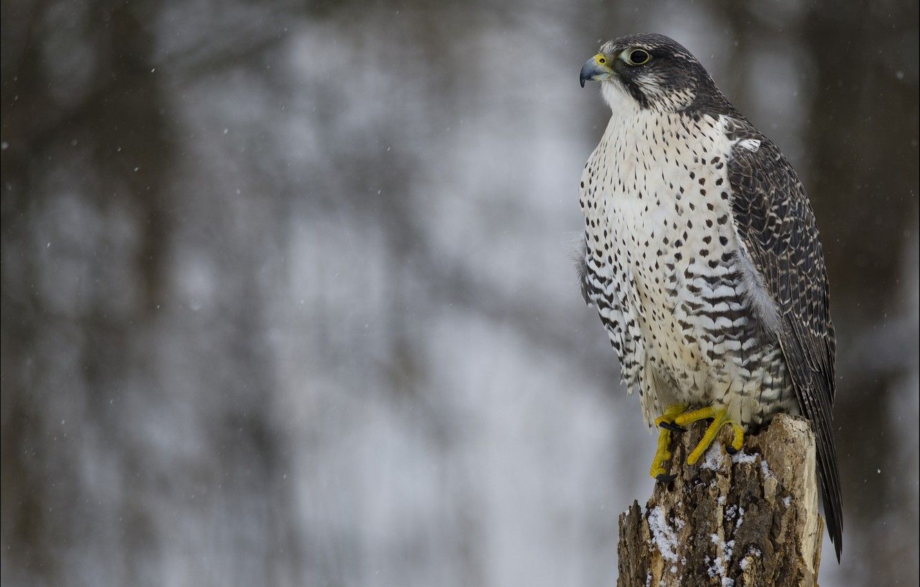 Wallpaper winter, look, snow, bird, predator, profile, Falcon, Merlin image for desktop, section животные