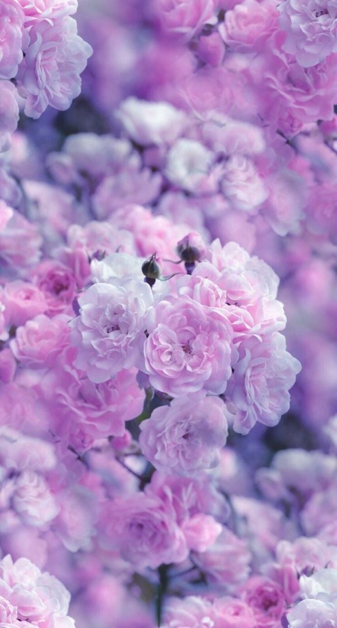 Find beauty everywhere. Purple flowers wallpaper, Purple wallpaper, Flower phone wallpaper