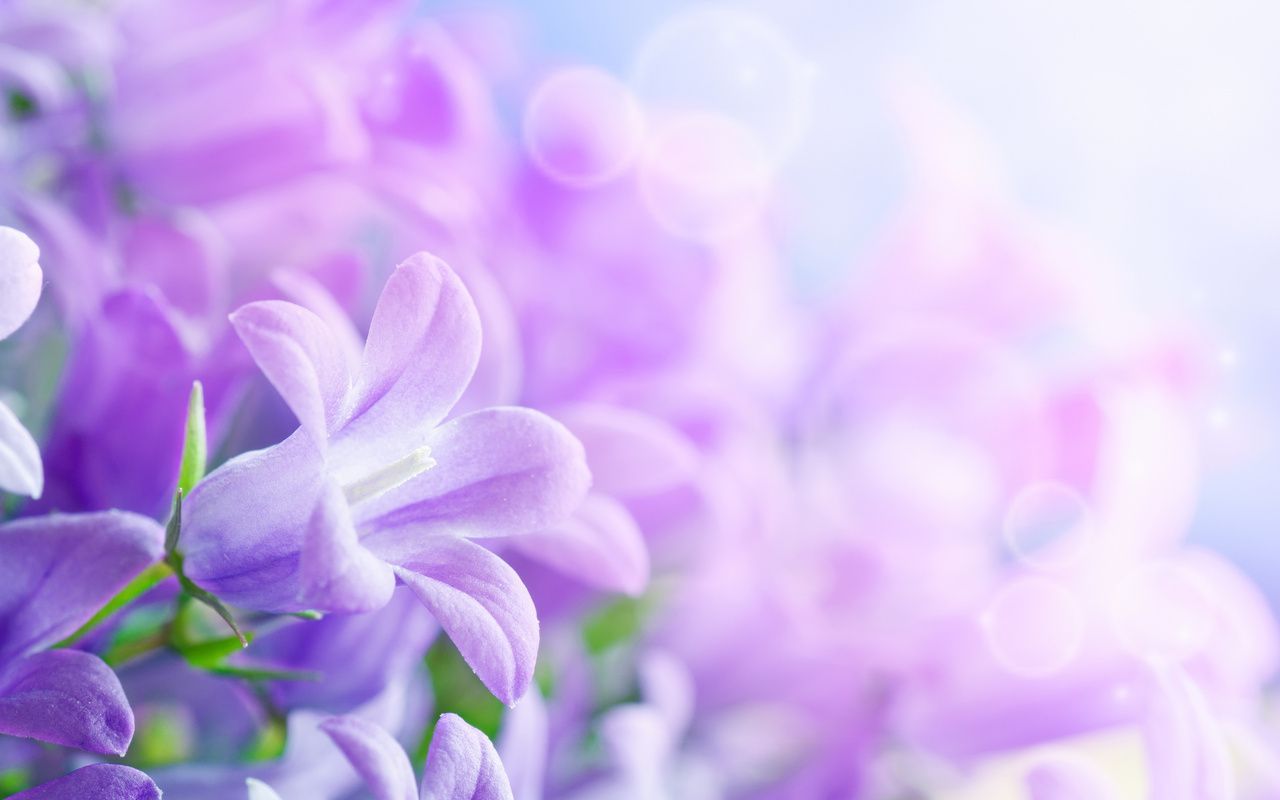 wallpaper background chang wook flower background, Beautiful flowers wallpaper, Light purple flowers