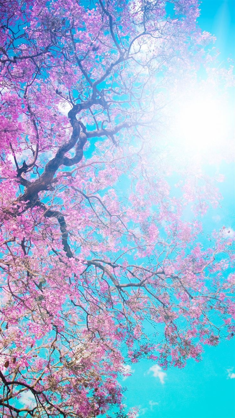 Tree Sun Blue Lilac Krone Spring Flowering From Below Light iPhone 8 Wallpaper Free Download