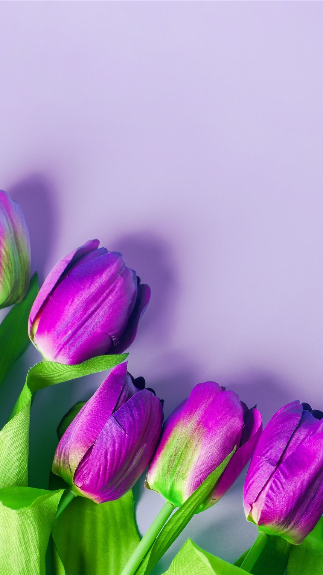 Wallpaper Purple tulips, flowers, light pink background 5120x2880 UHD 5K Picture, Image