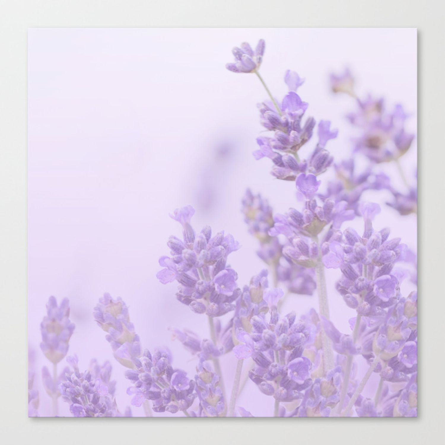 Lovely Lavenders Pastel Purple Background #decor #society6 #buyart Canvas Print