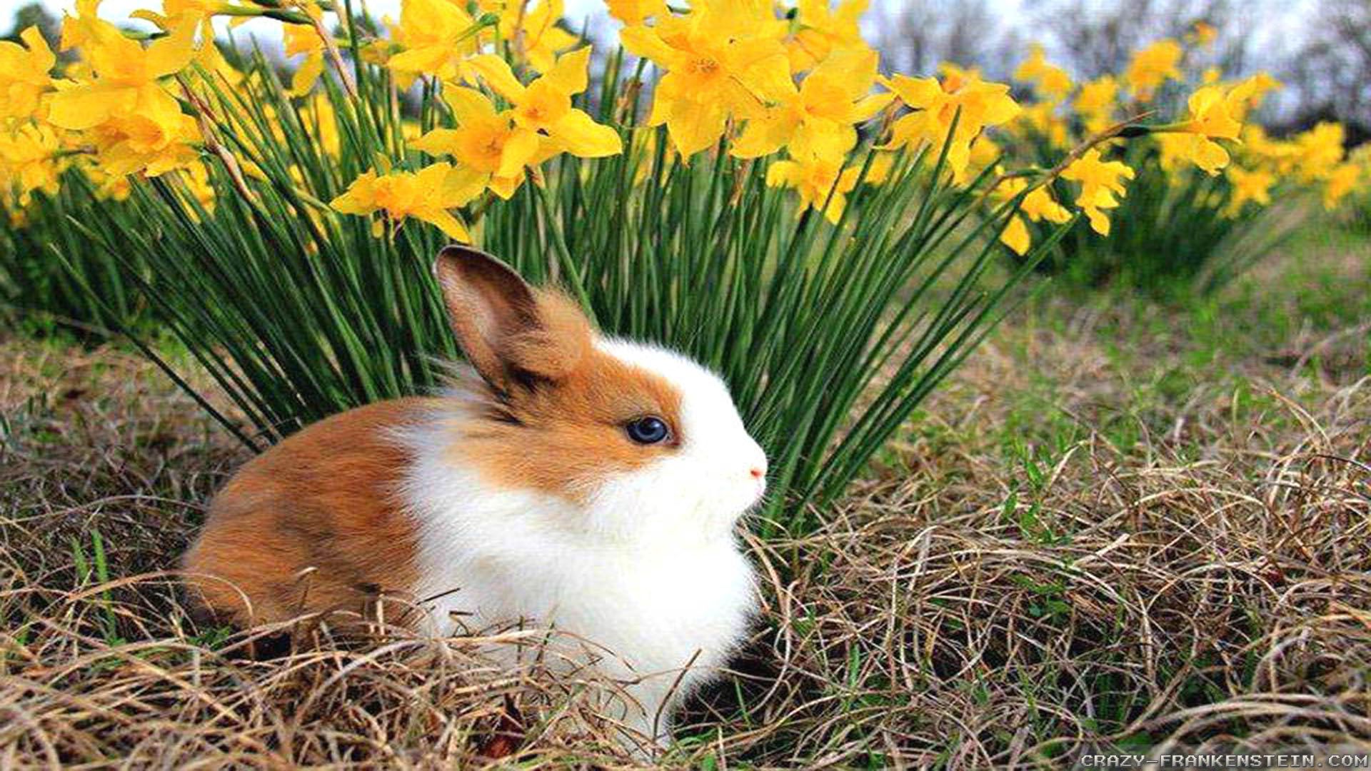 Spring Wallpaper with Animals