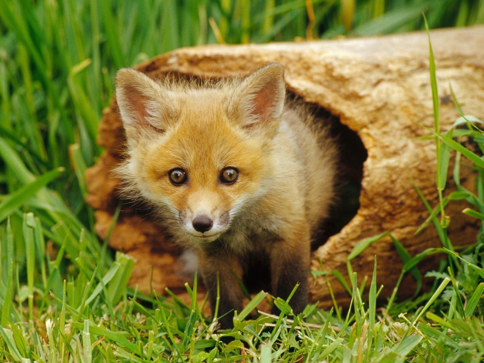 baby fox, I want one :. Wild animal wallpaper, Wild animals picture, Baby animals