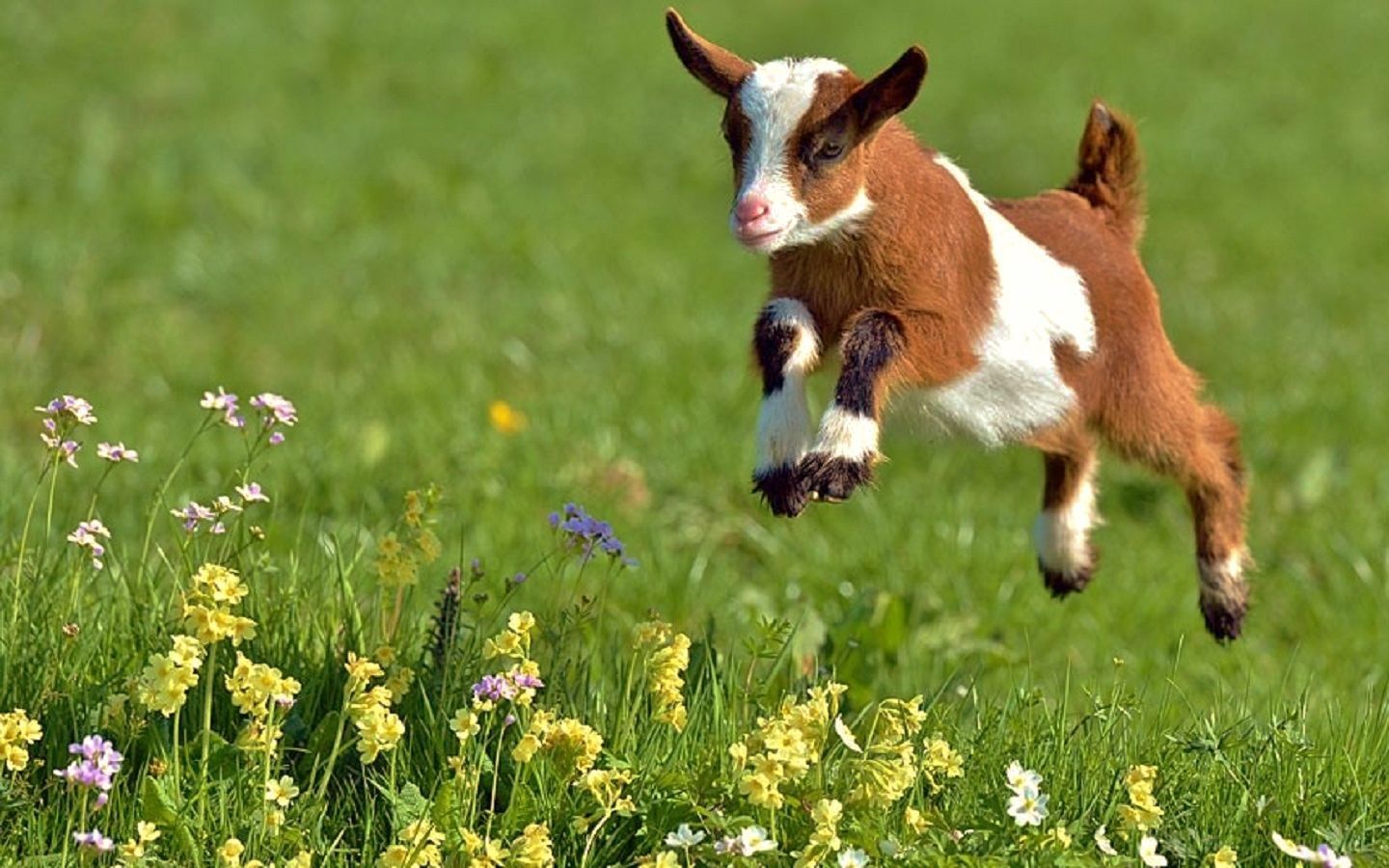 Spring Baby Animals Desktop Wallpaper