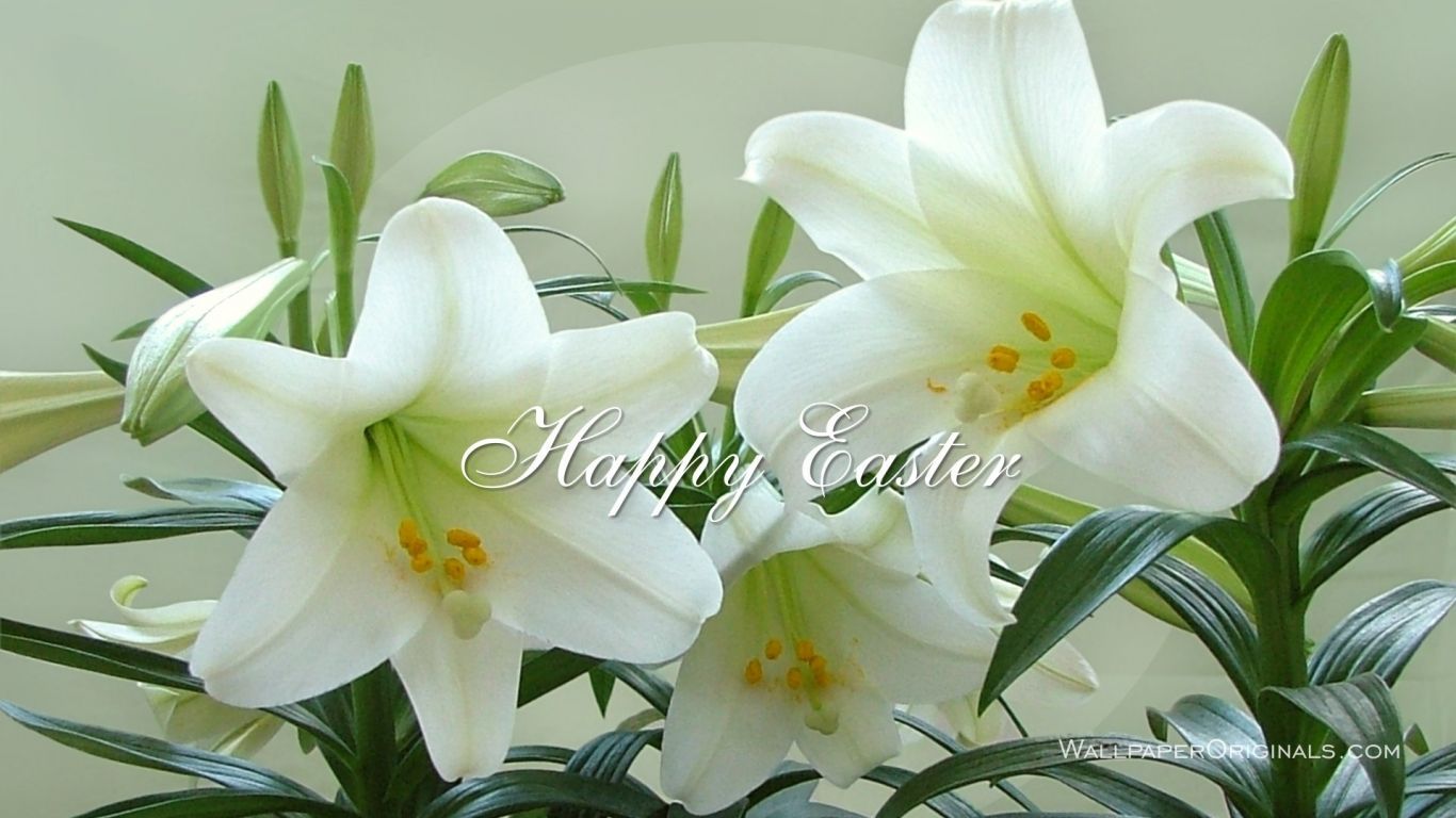 Easter Wallpaper. Easter lily, Easter lily care, White lily flower
