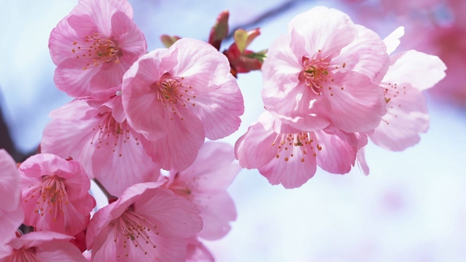 Pink Spring Flowers Wallpaper​-Quality Free Image and Transparent PNG Clipart