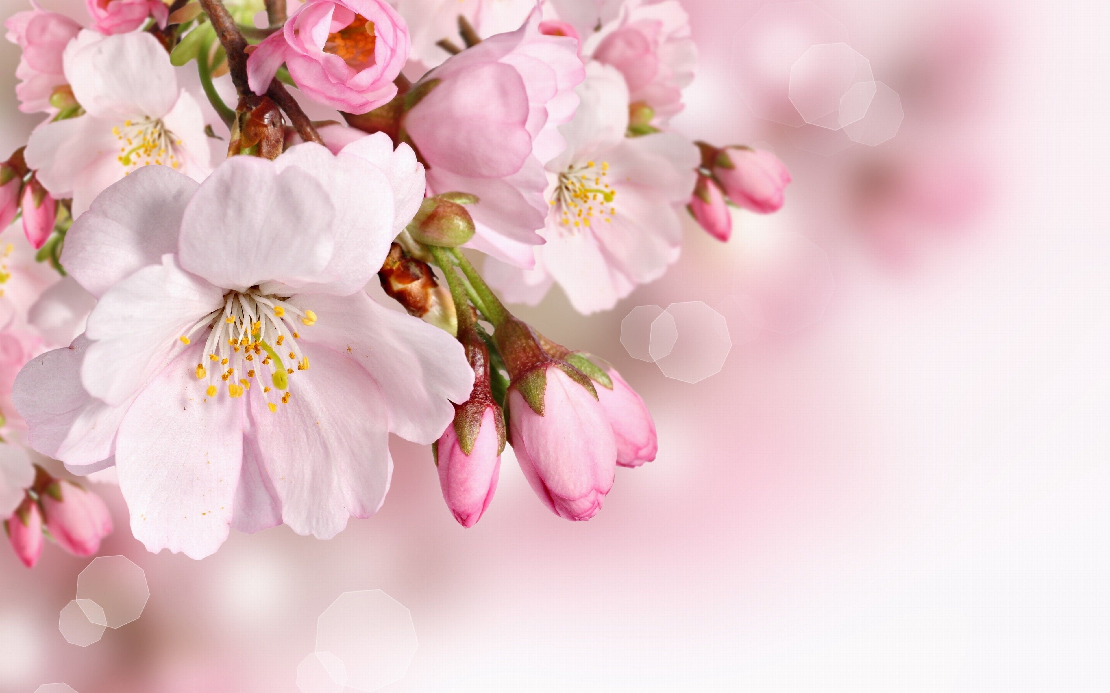 Spring Flowers Wallpaper Phone Yodobi. Spring flowers background, Spring flowers wallpaper, Pink spring flowers