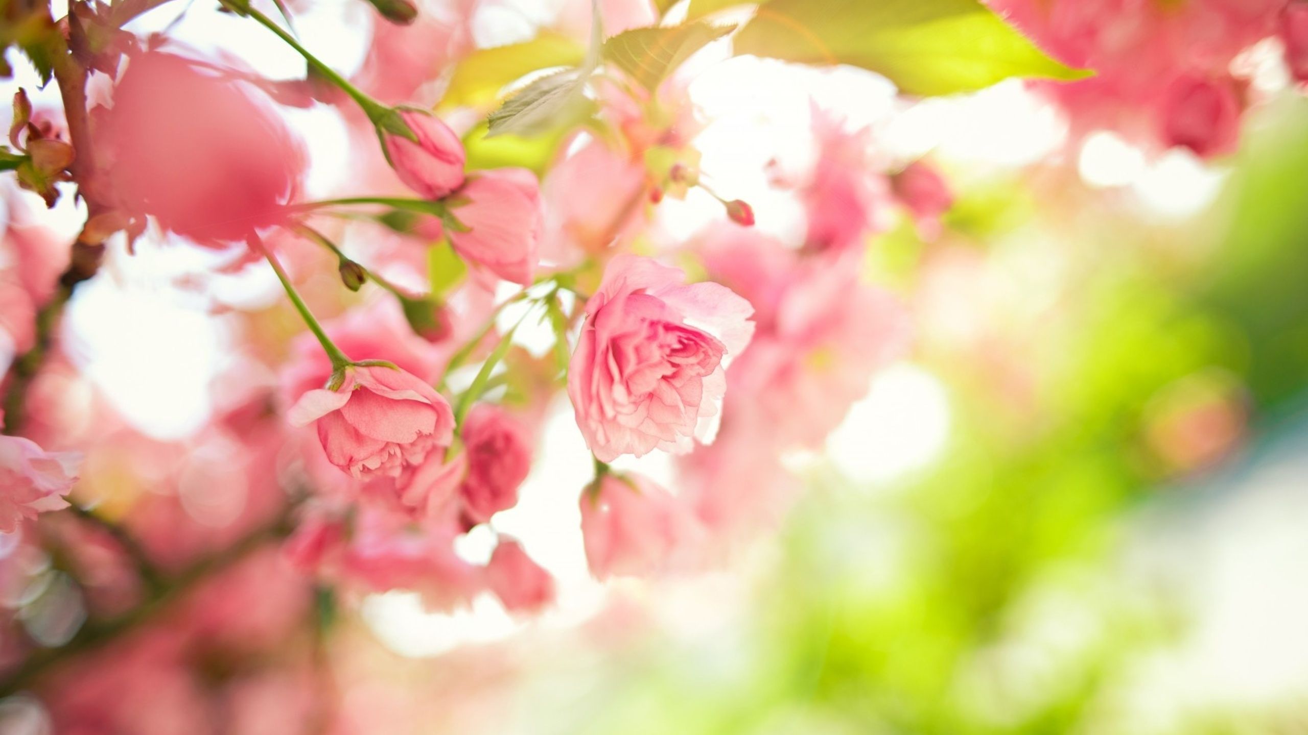 Free download Pink Spring Flowers wallpaper 1100787 [2560x1440] for your Desktop, Mobile & Tablet. Explore Pink Spring Flower Wallpaper. Pink Flower Wallpaper, Pink Flowers Wallpaper for Desktop, Free Pink Flower Wallpaper