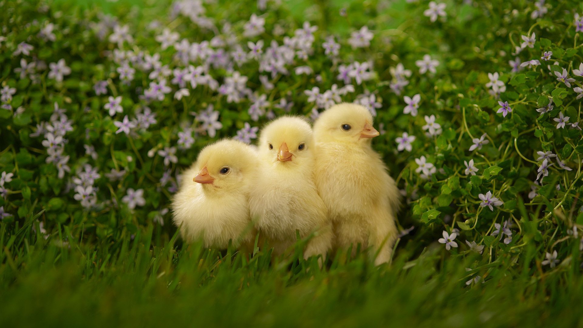 Spring Animals Desktop Wallpaper background picture. Baby chickens, Spring animals, Cute baby animals