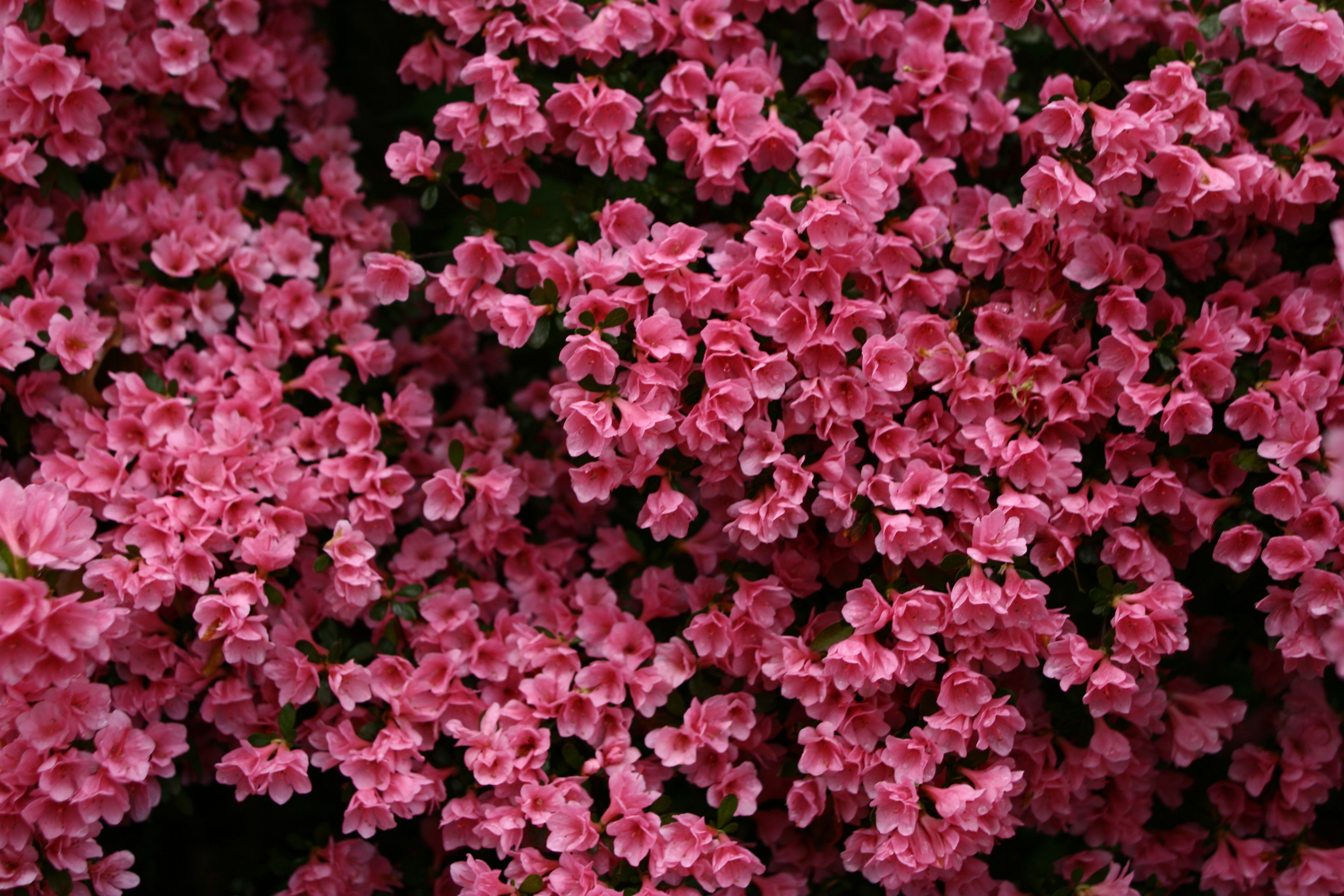 Free photo: Pink spring flowers, Seasons, Pretty