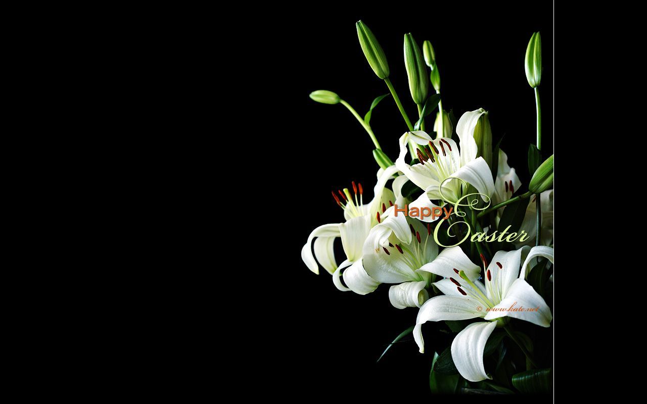 Easter Lily Wallpaper