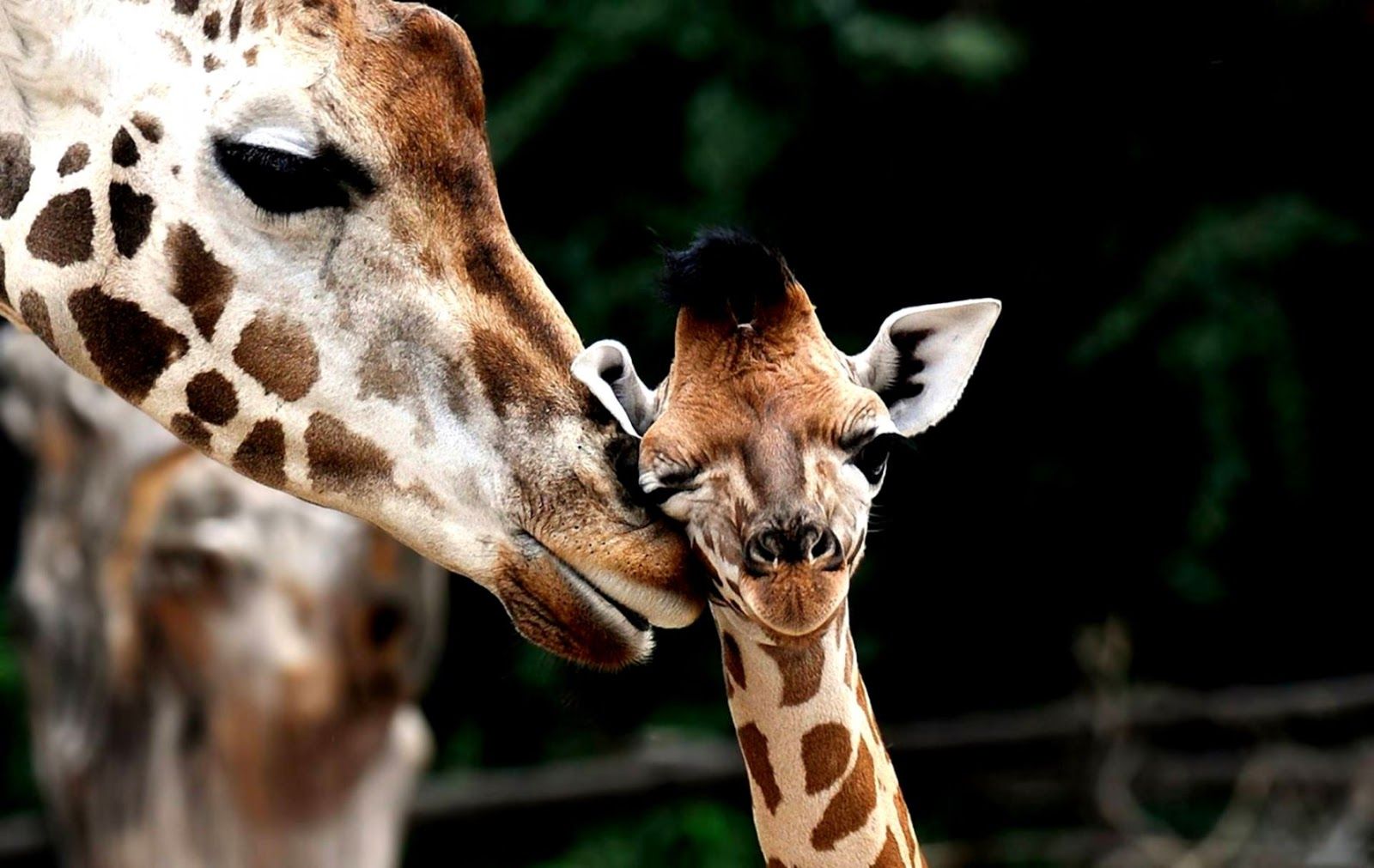 Giraffe Baby Animals HD Wallpaper