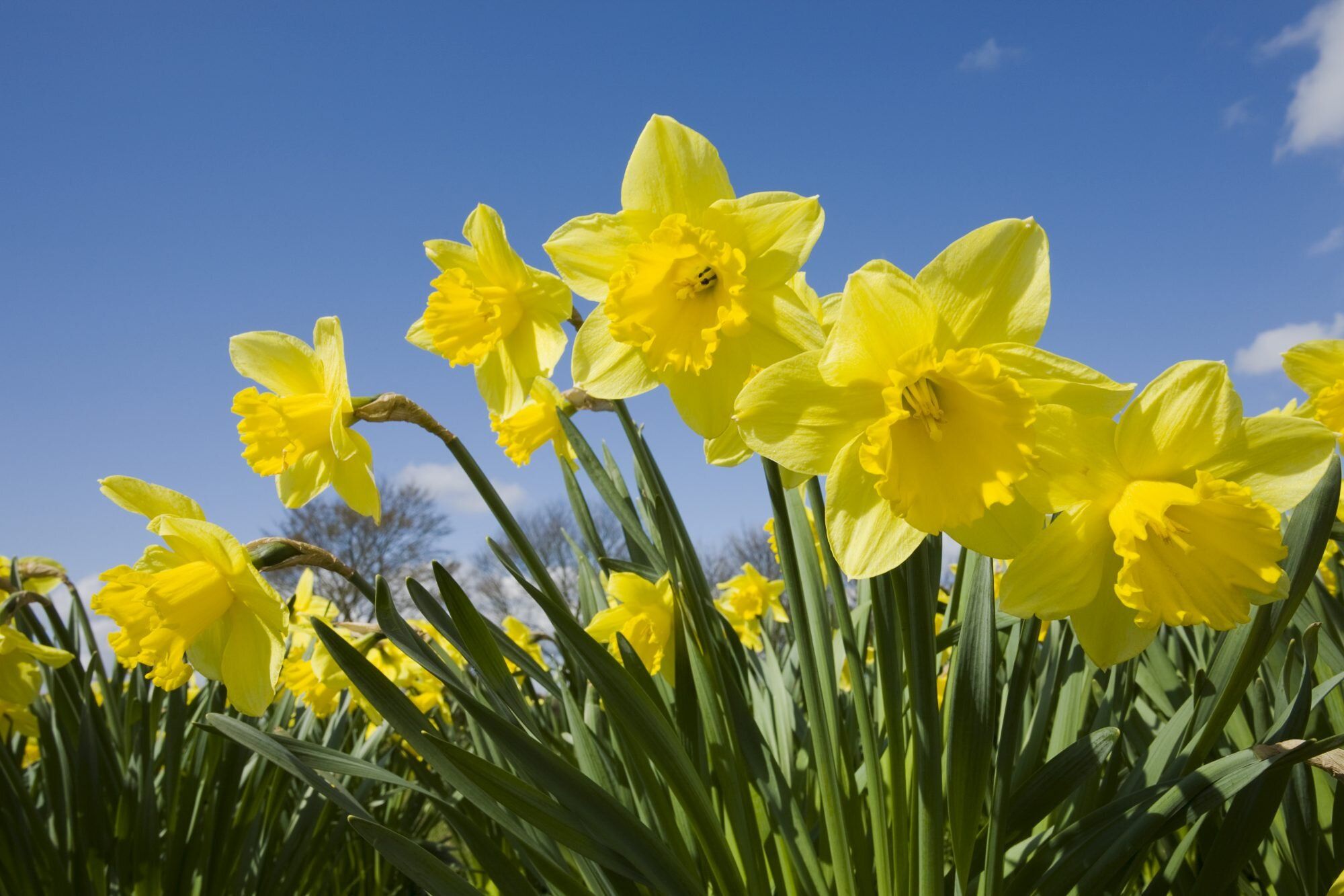 Popular Easter Flowers and What They Symbolize