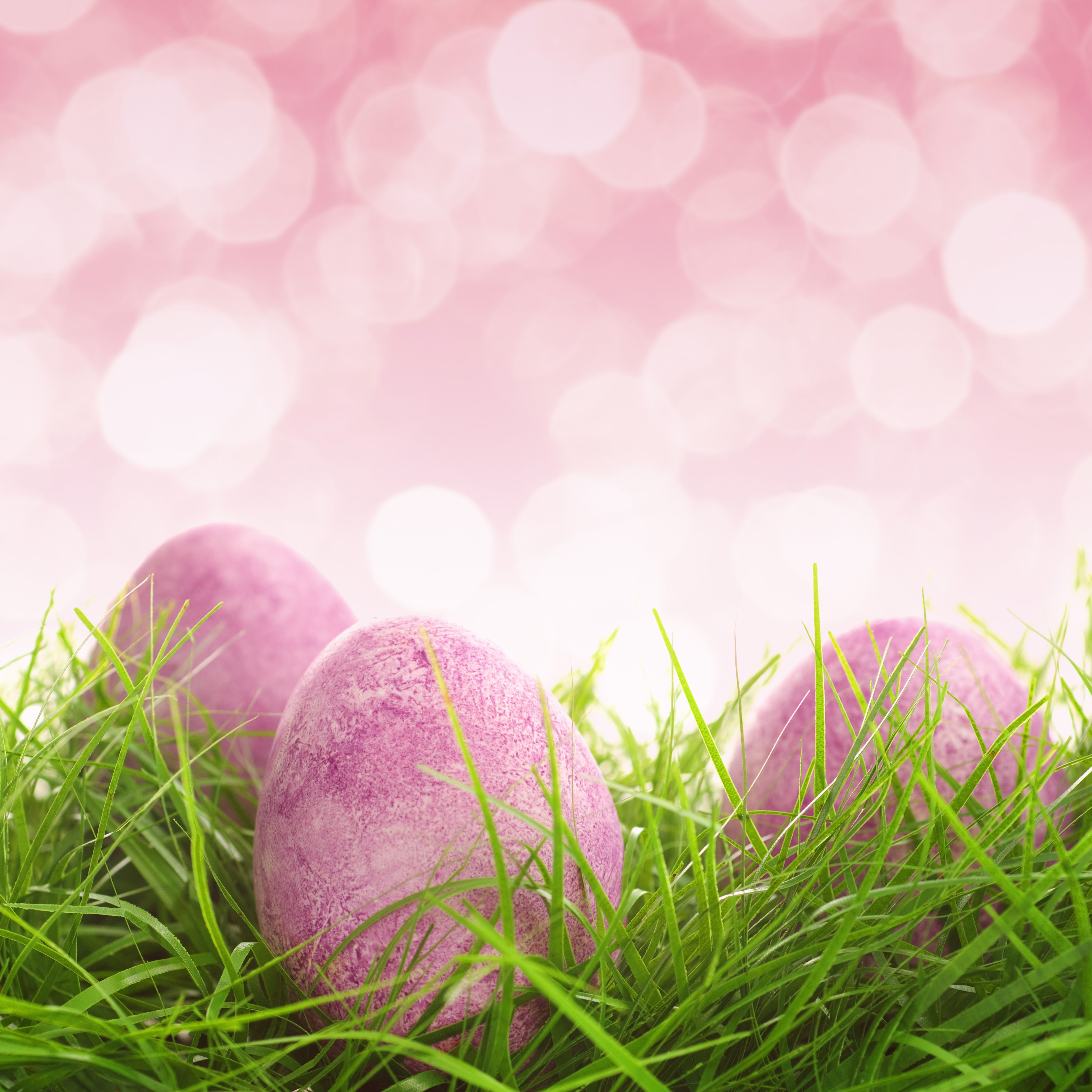 Easter Pink Background With Eggs And Grass Quality Image And Transparent PNG Free Clipart