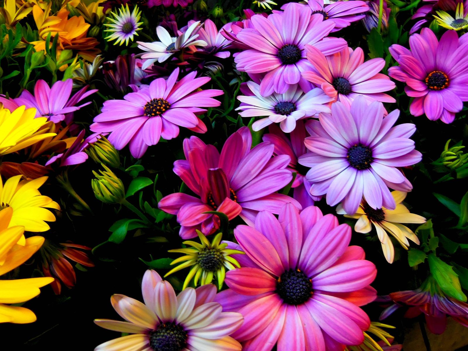 Spring Flowers Wallpaper For Desktop Osteospermum African Daisies Flowers Pink Purple And Yellow Color 4604x2590, Wallpaper13.com