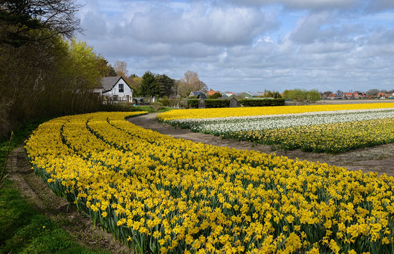 image Netherlands Spring Fields Flowers Narcissus Many