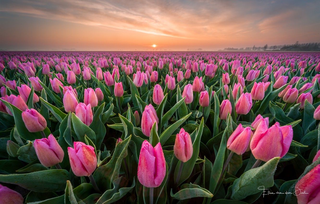 Wallpaper field, Rosa, Spring, morning, tulips, Netherlands image for desktop, section цветы