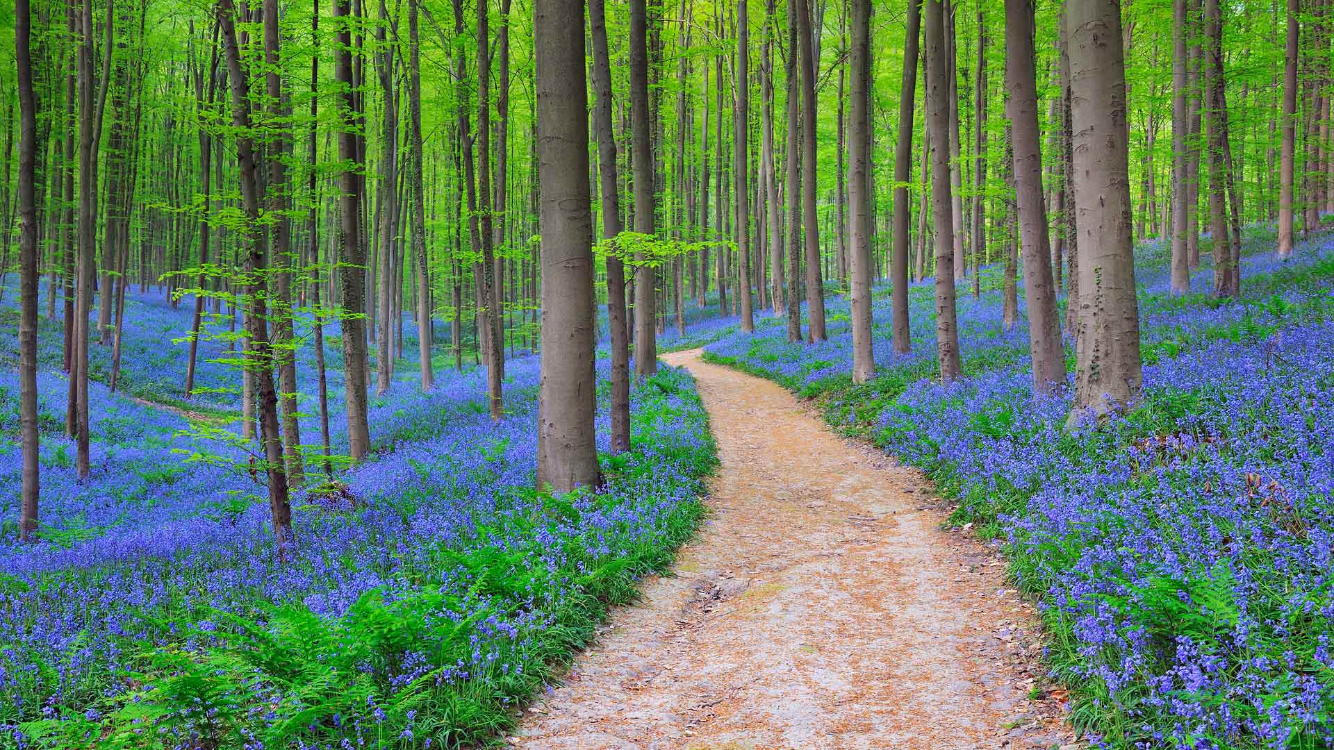 Bing Daily Background Download