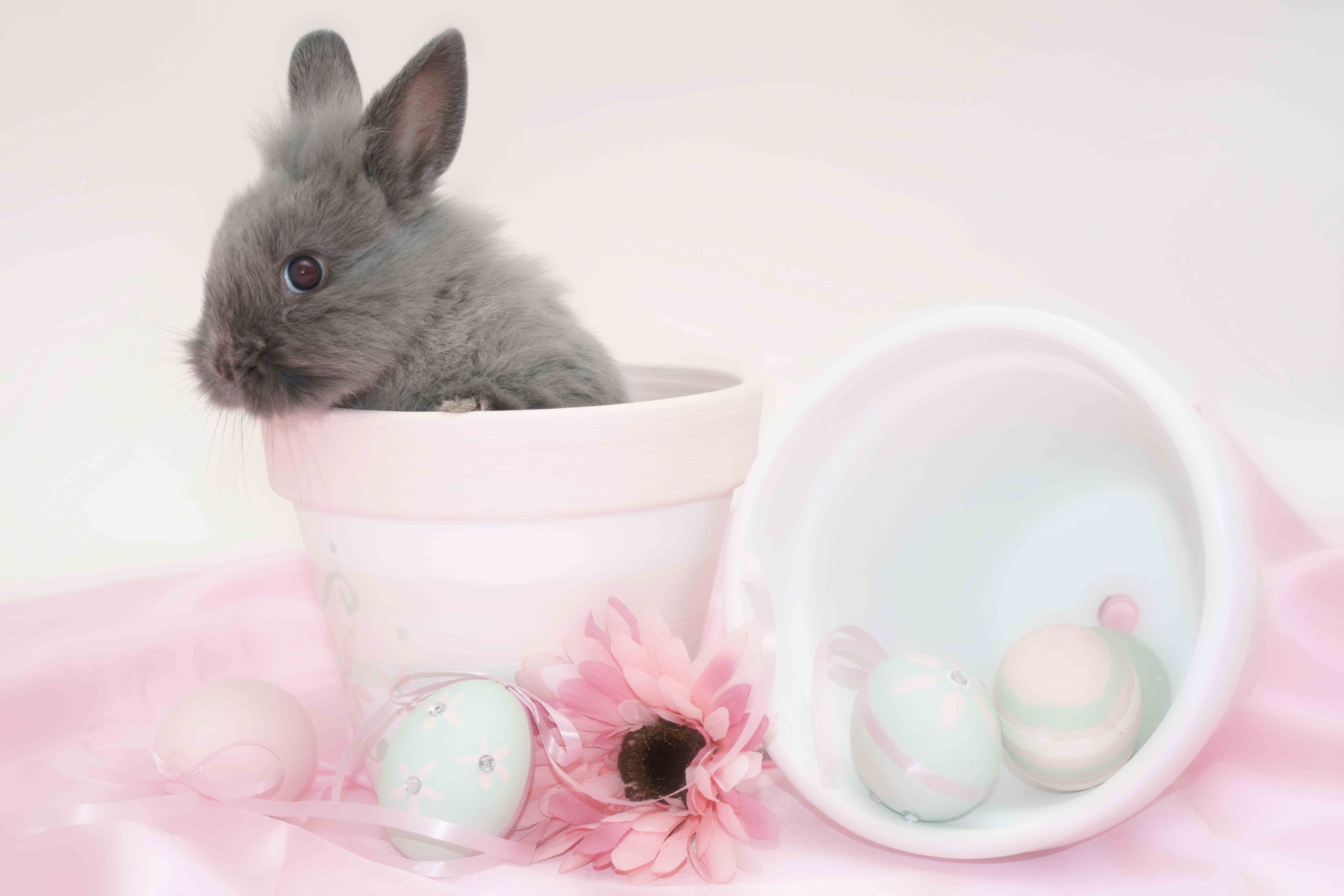 Cute Bunny Pink Background Quality Image And Transparent PNG Free Clipart