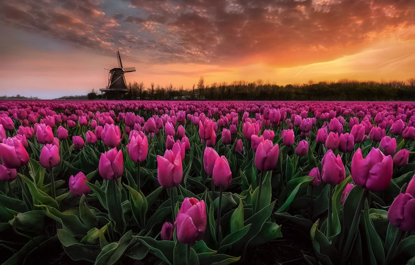 Wallpaper field, the sky, dawn, paint, Spring, morning, tulips, Netherlands, early in the morning image for desktop, section пейзажи
