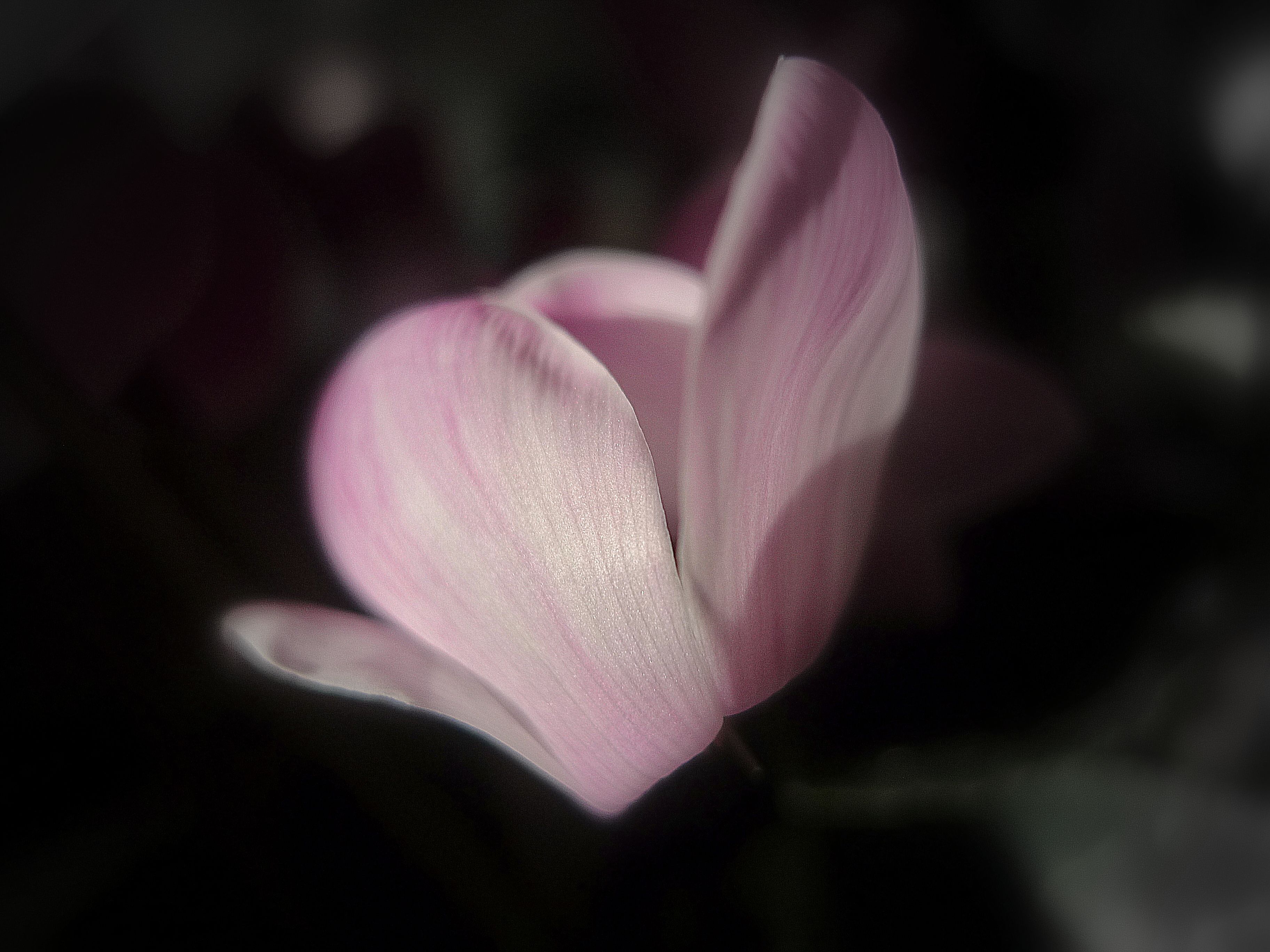 Wallpaper, rose, blossom, Europe, pink, Belgium, spring, Brussels, flower, flora, petal, fleur, botanique, belgie, belgique, wildflower, bruxelles, brussel, schaarbeek, schaerbeek, pascalfranche, pfranche, computer wallpaper, flowering plant, close up