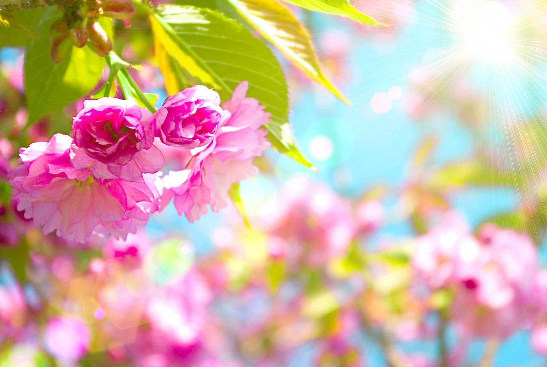 Free Spring Desktop Wallpaper. Spring 79, Free Wallpaper, Free Desktop Wallpaper,. Spring desktop wallpaper, Spring wallpaper, Free spring wallpaper