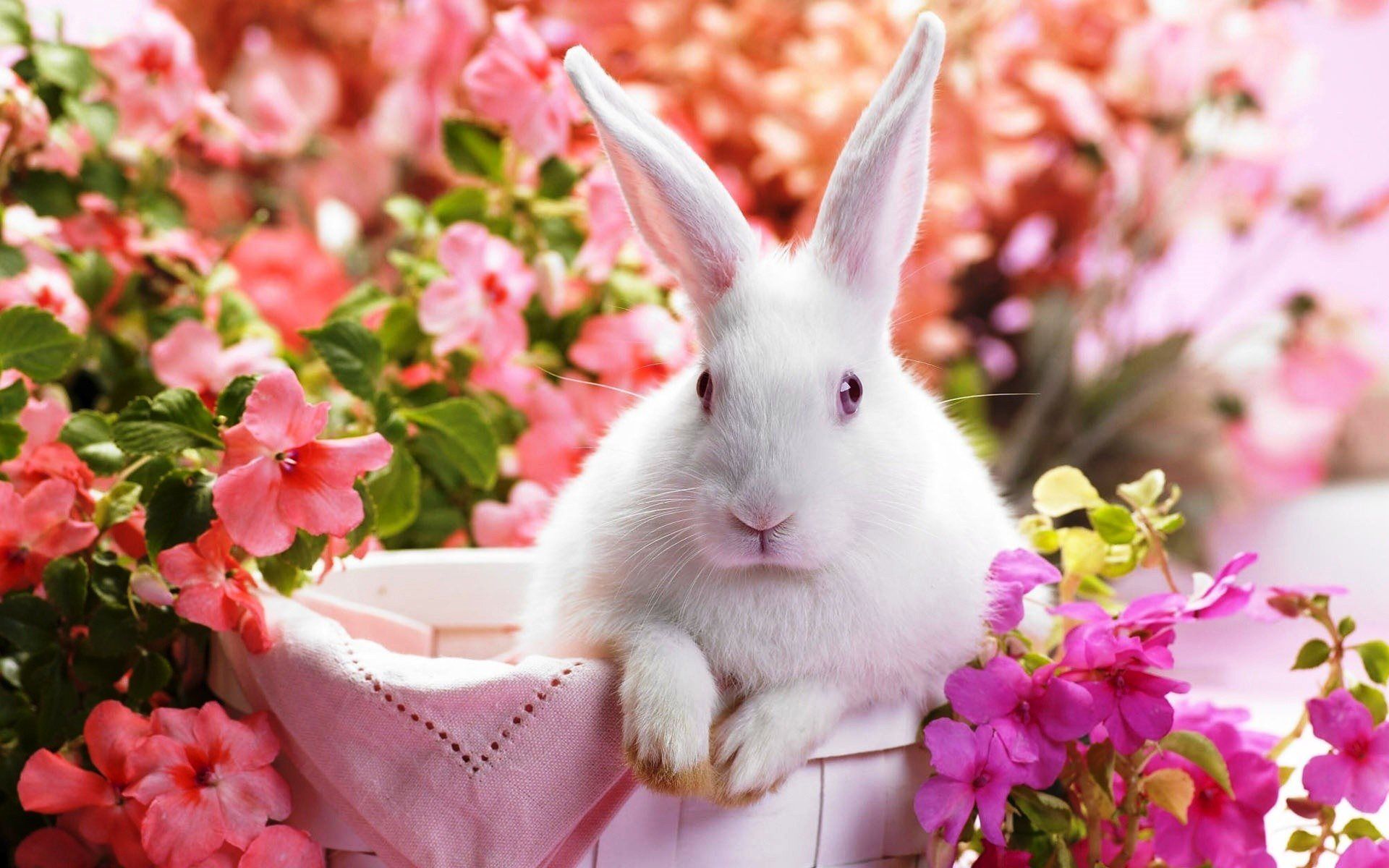 Download wallpaper li rabbit, easter, pink flowers, the easter bunny, white rabbit for desktop with resolution 1920x1200. High Quality HD picture wallpaper