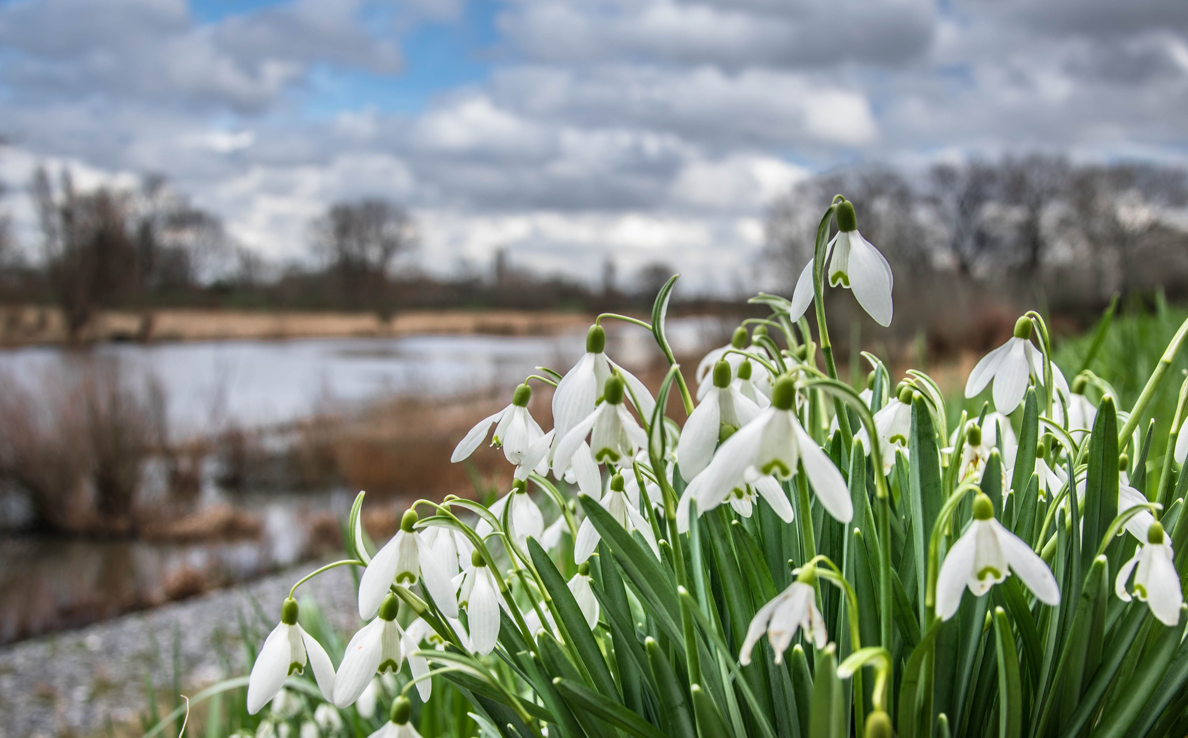 Wallpaper, snowdrops, landscape, nature, spring, season, water, clouds, country, Dutch, holland, flowers 4907x3048