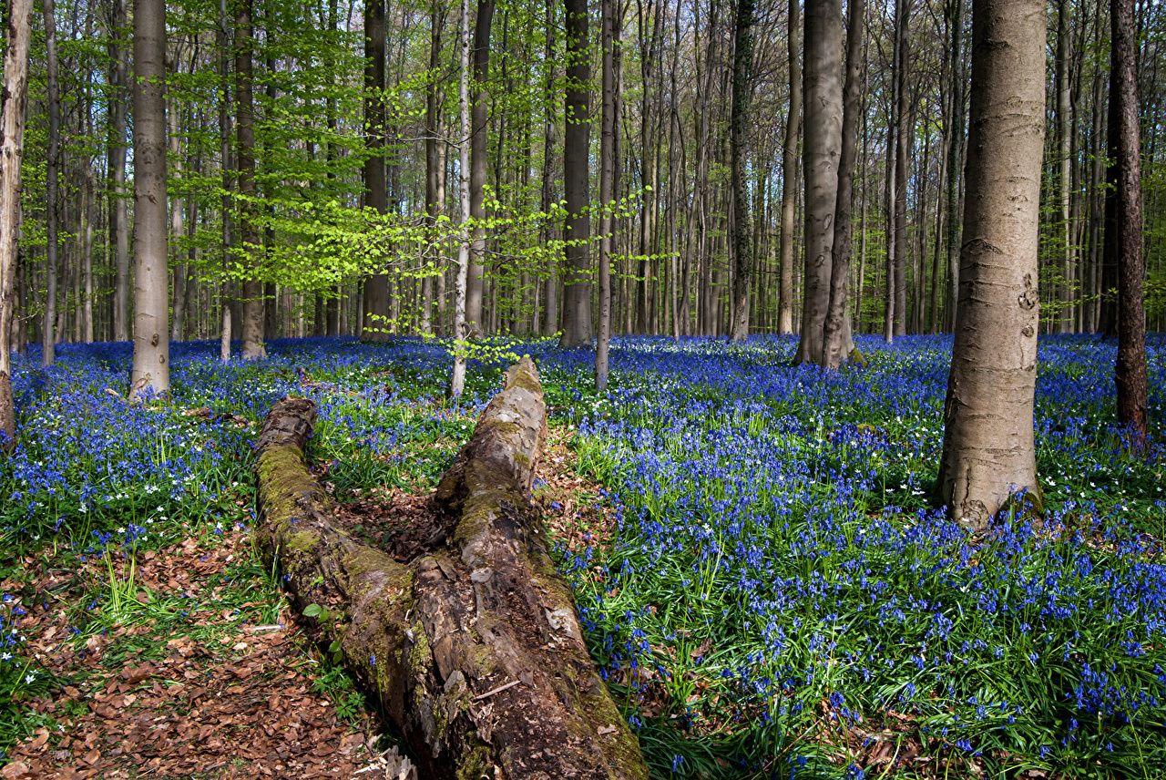 Picture Belgium Hallerbos Spring Nature Forests Trunk tree Trees