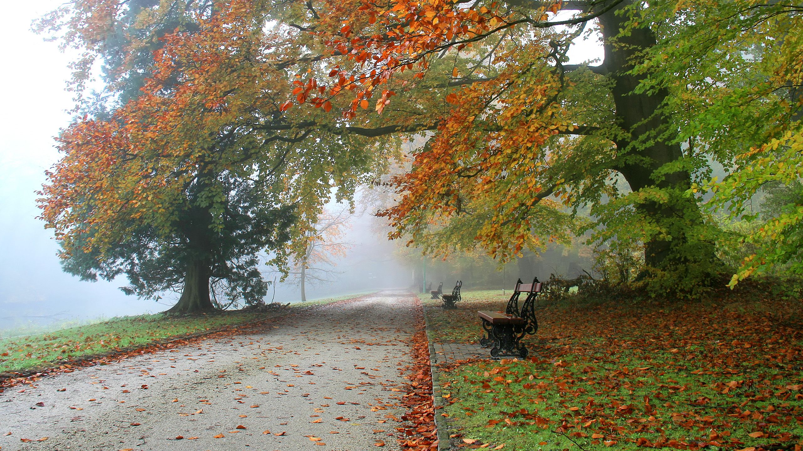 Wallpaper, sunlight, landscape, nature, grass, park, branch, morning, Belgium, path, spring, tree, autumn, leaf, plant, botanicgarden, woodland, grove, temperate broadleaf and mixed forest, deciduous, meise, flemishbrabant 2560x1440
