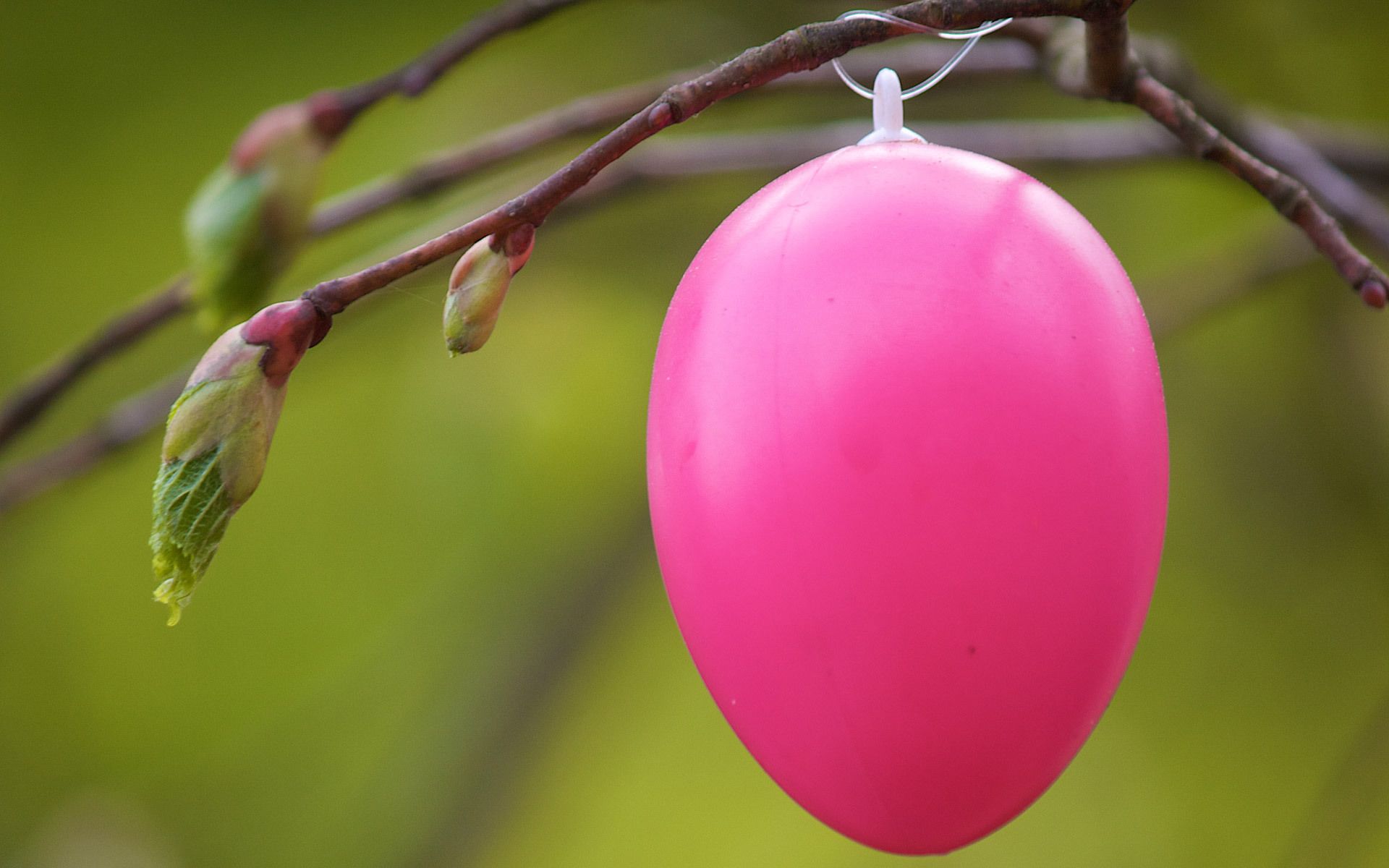 Pink egg on a branch for Easter wallpaper and image, picture, photo