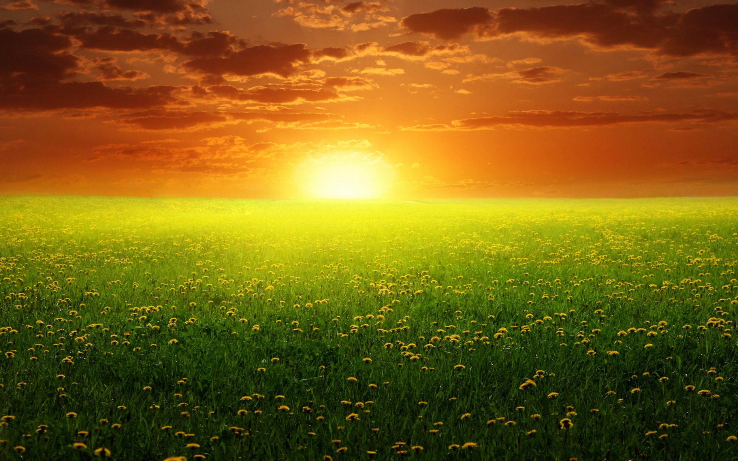 Download Nature Spring Wallpaper 2560x1600