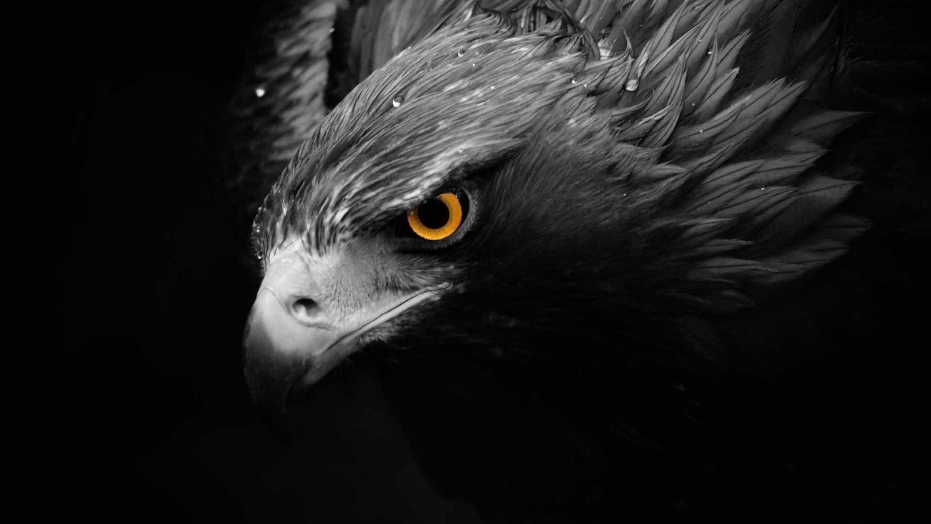 Black Eagle HD Wallpaper