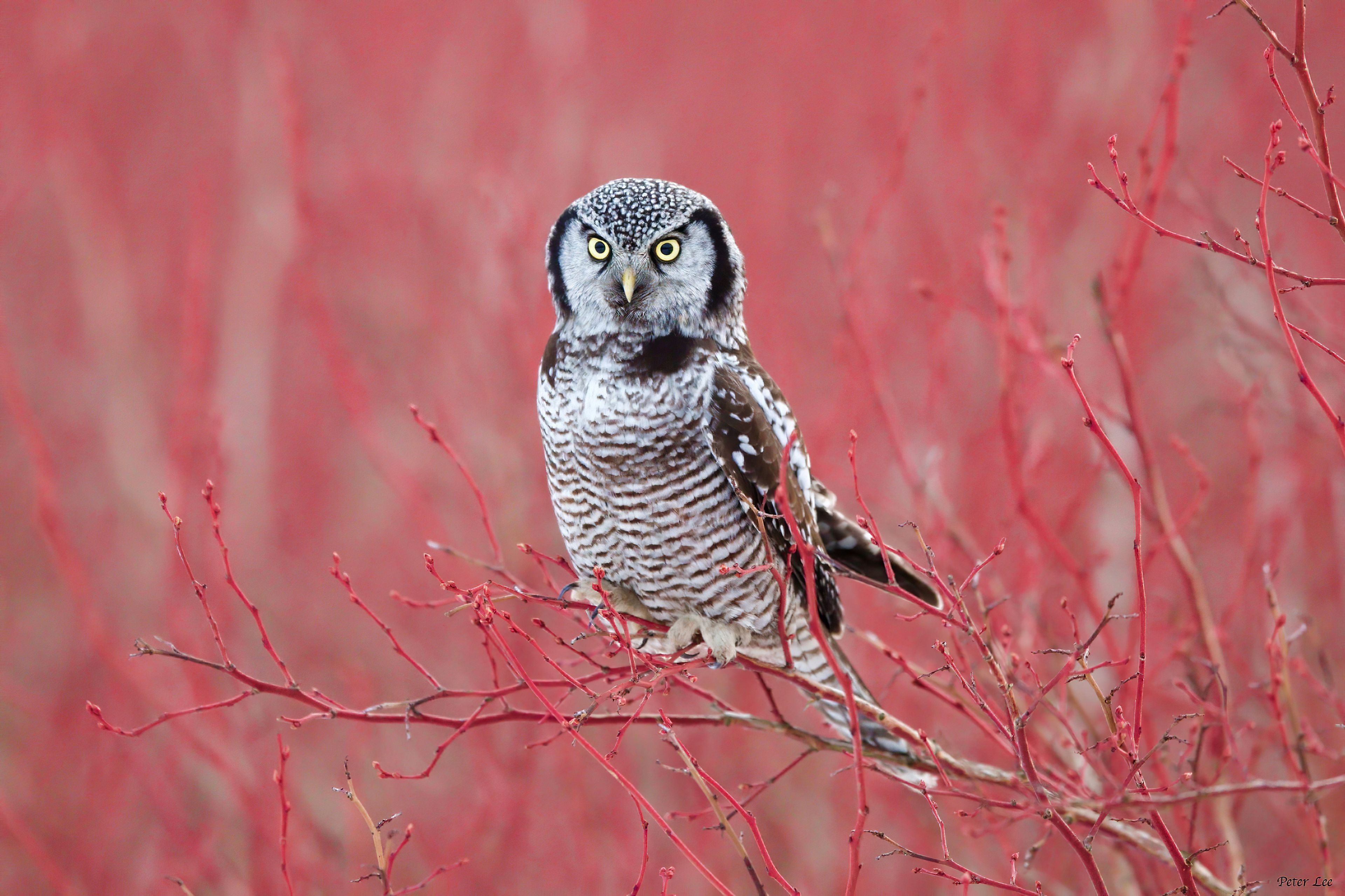 White Hawk Owl 4k, HD Birds, 4k Wallpaper, Image, Background, Photo and Picture