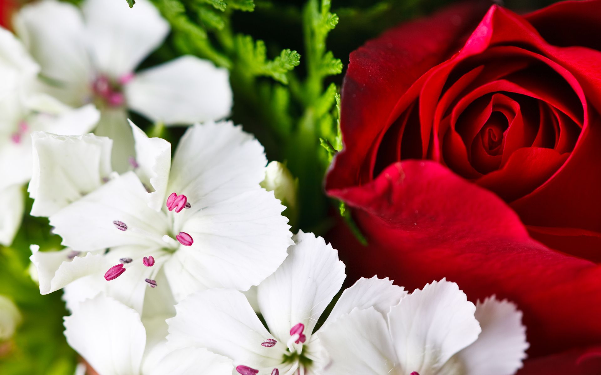 White And Red Flower HD Wallpaper