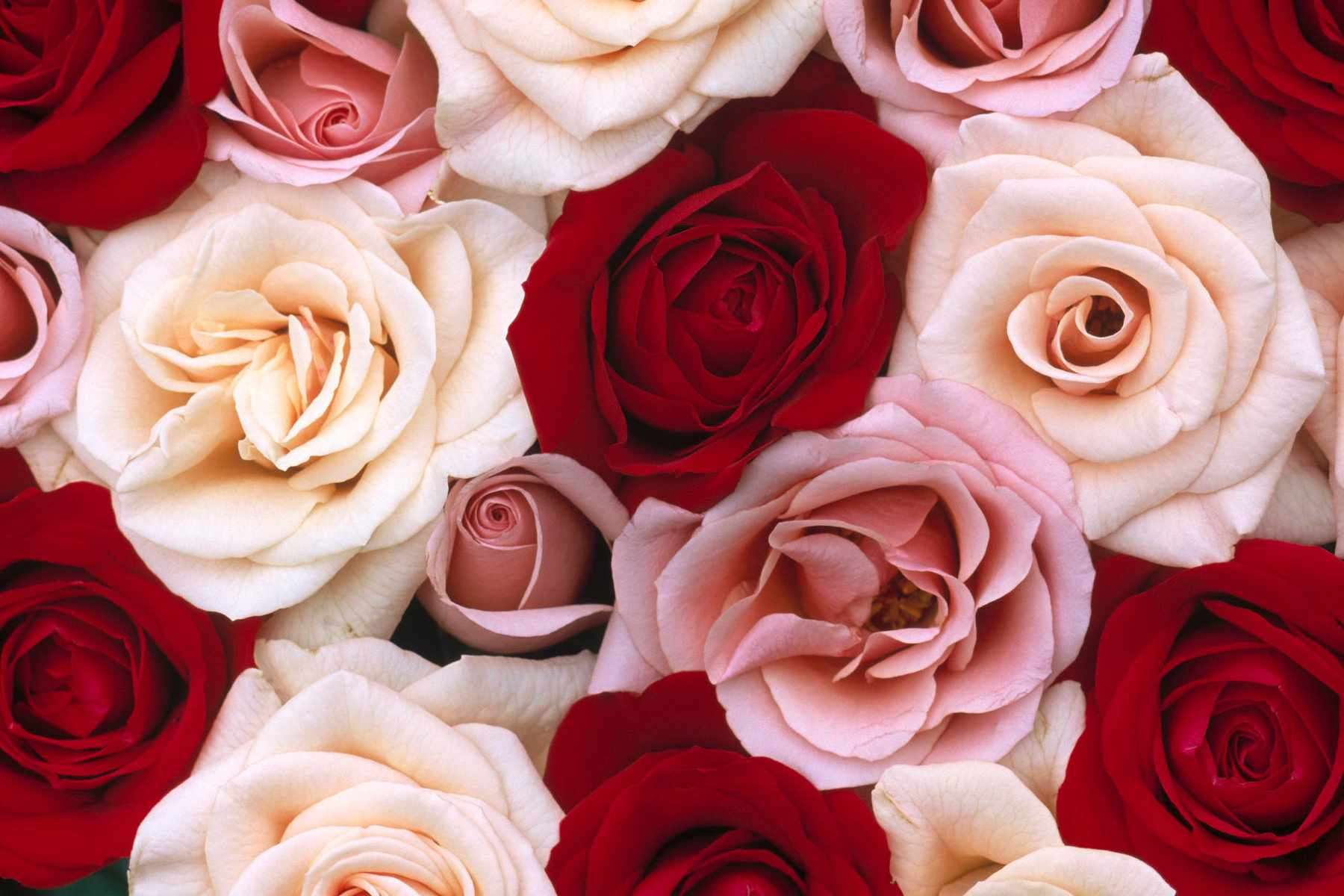 Rose Wallpaper Flowers