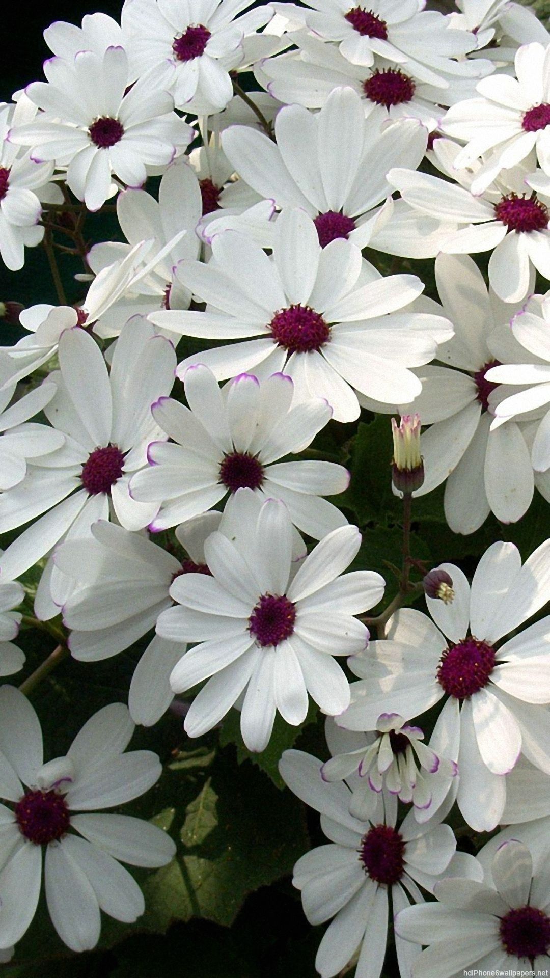 White Flower Wallpaper background picture