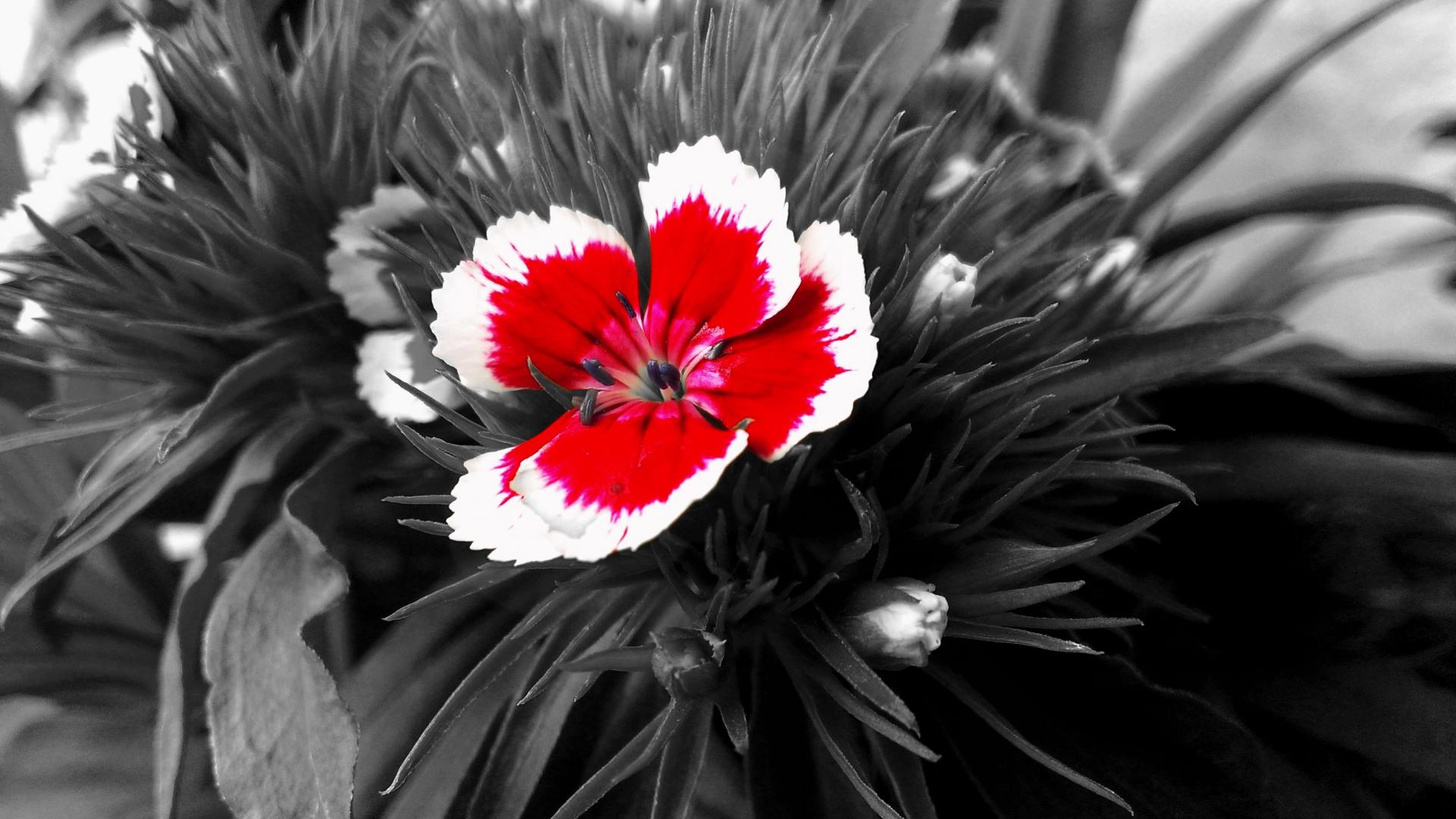 Red And White Flowers Wallpaper